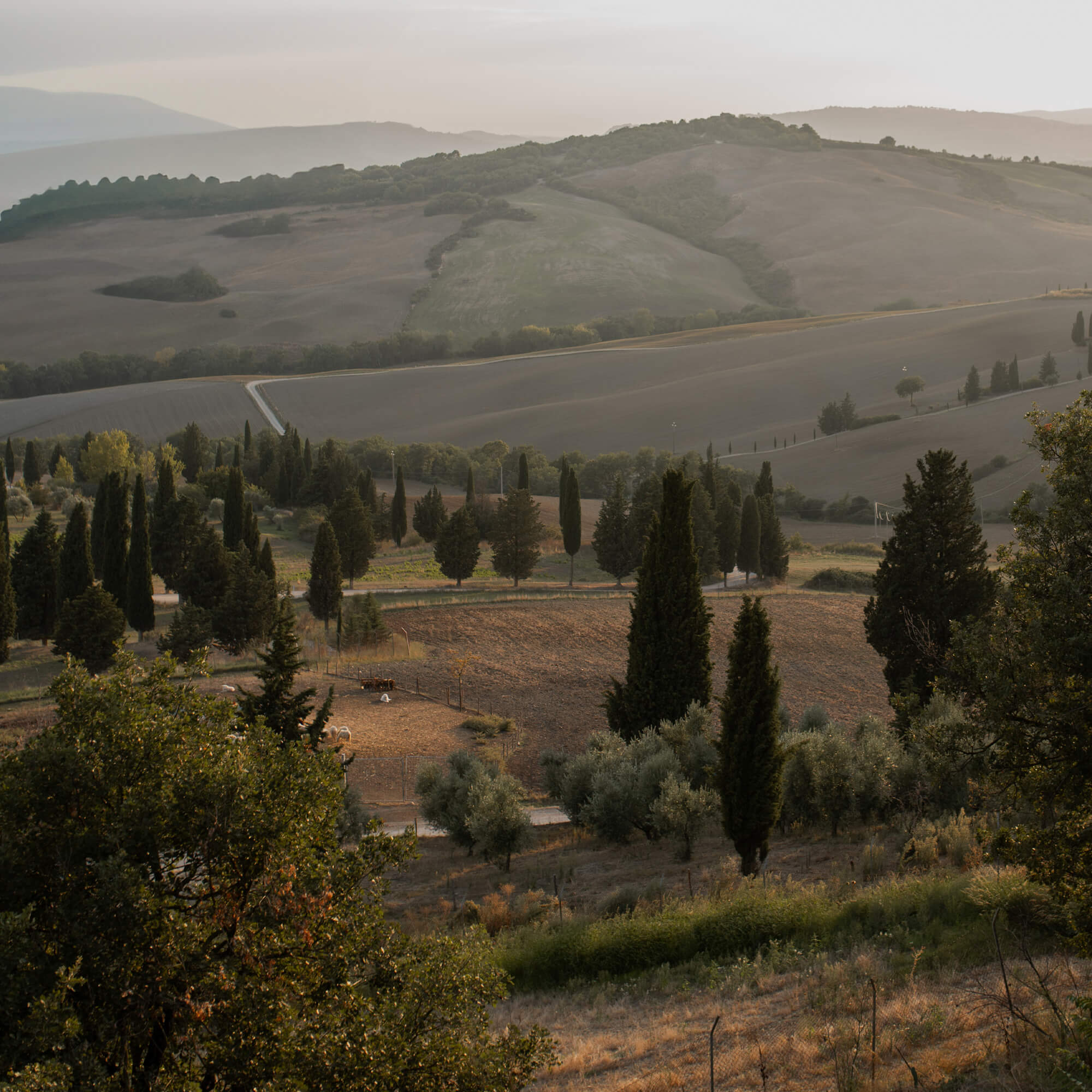 Toscaanse heuvels met cipressen en velden in het warme avondlicht