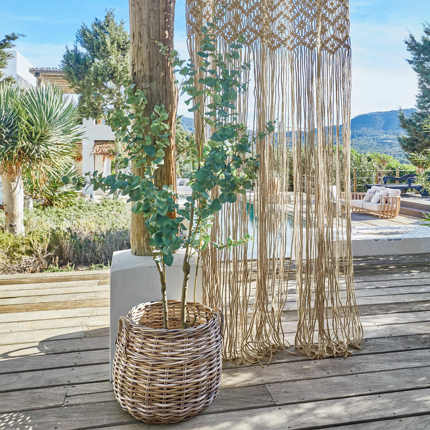 Decoratieve potplant Dorevi