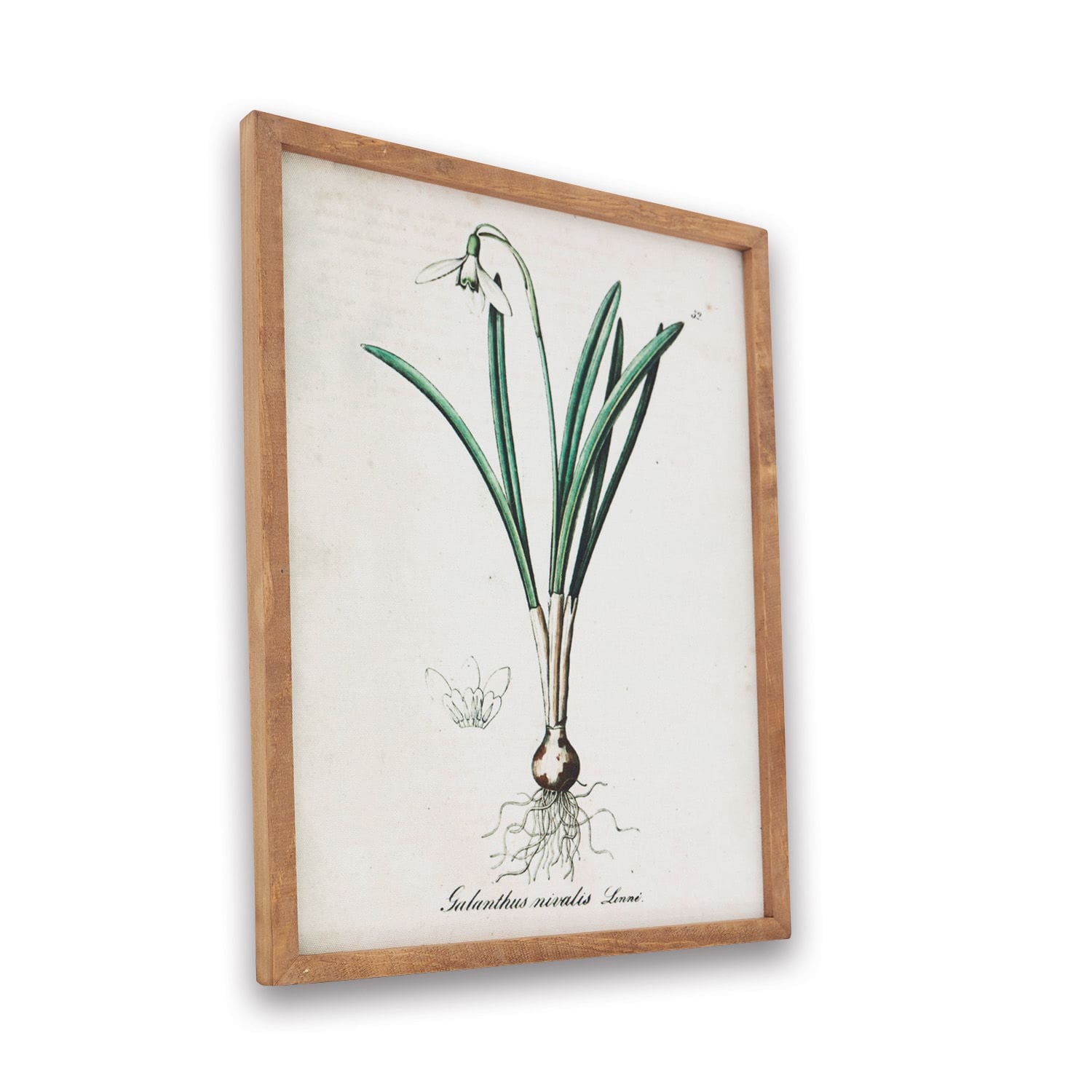 Afbeelding Willmare Botanische prent van sneeuwklokje in lichte houten lijst, natuurlijke wanddecoratie