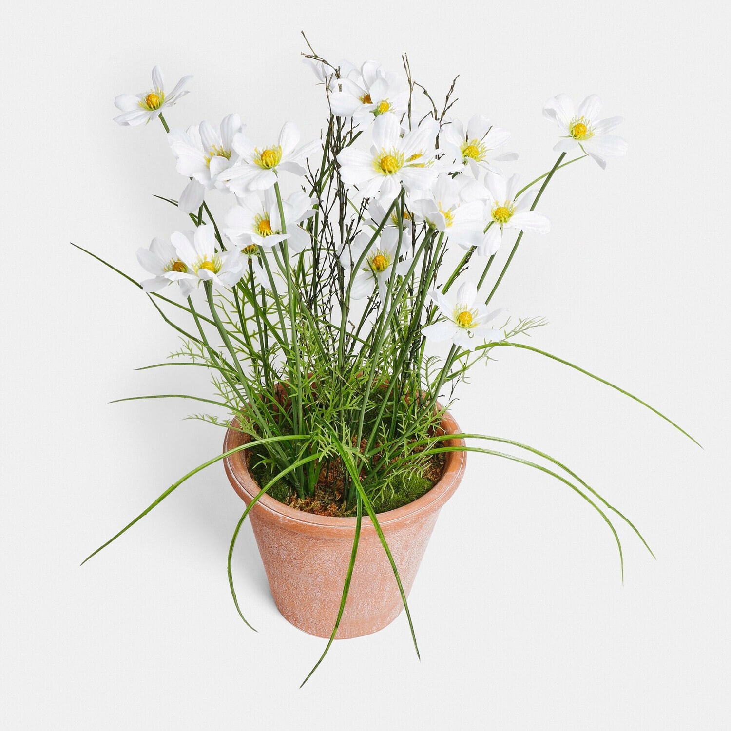 Decoratieve potplant Harmoise