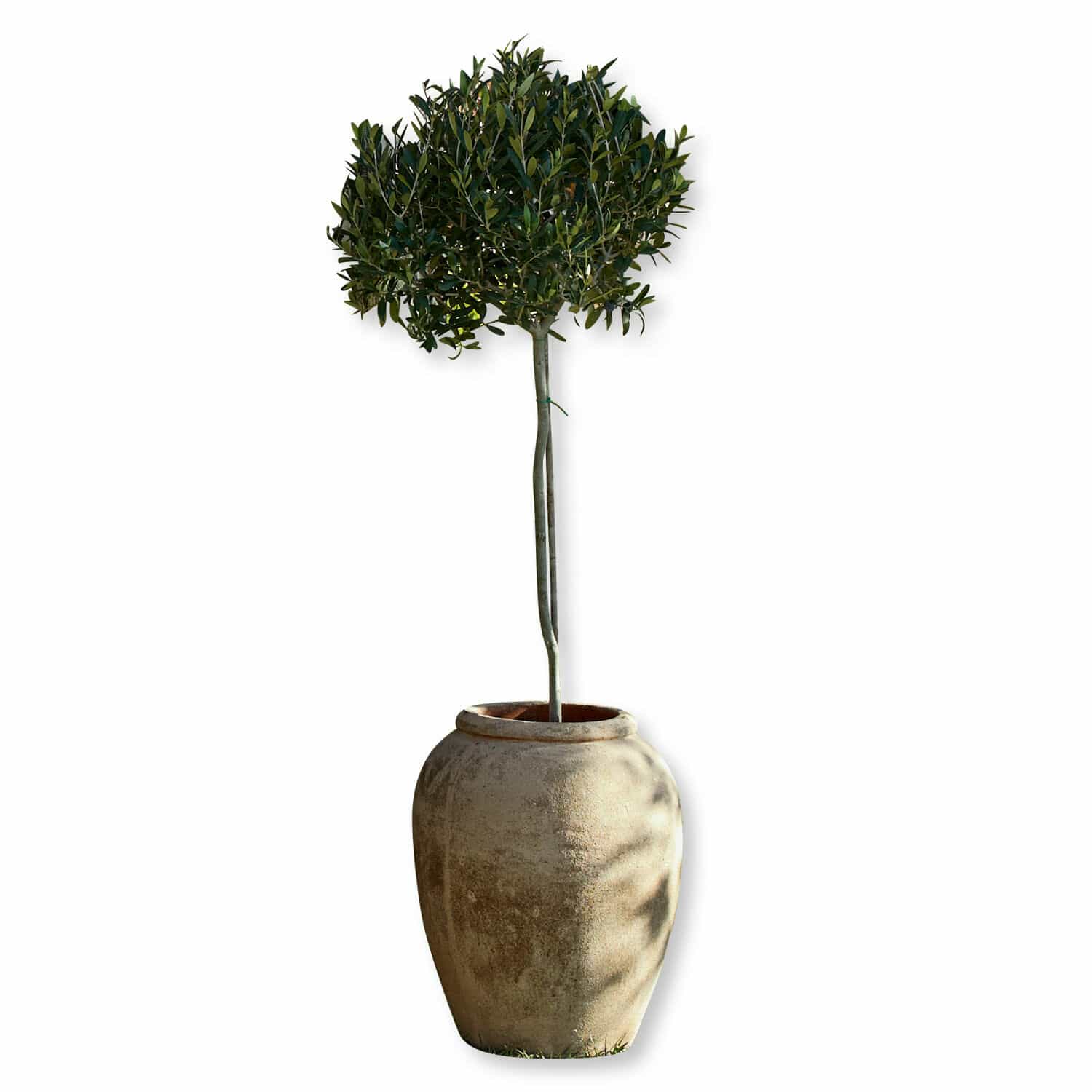 Sierpot Crête