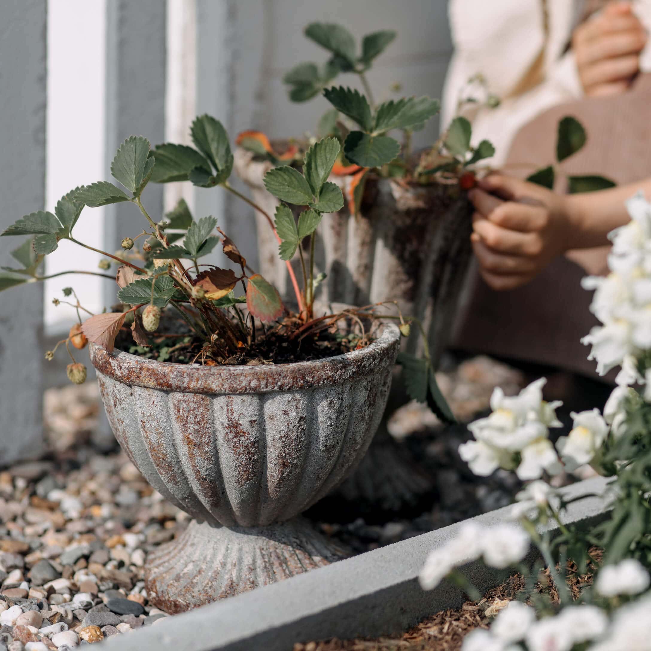Decoratieve bloempot van verouderd metaal met groene planten op grind in de tuin