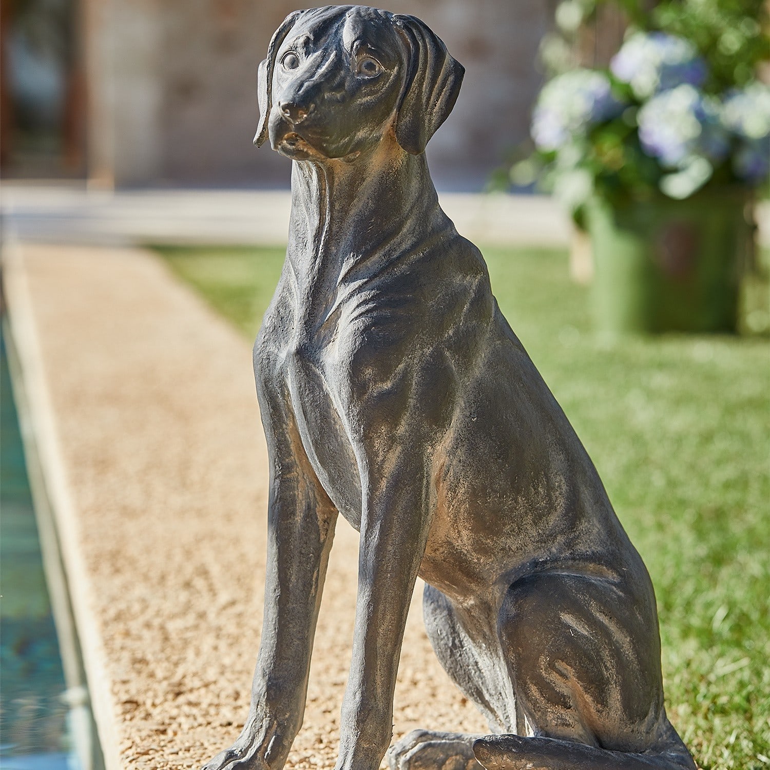 Hond Healy