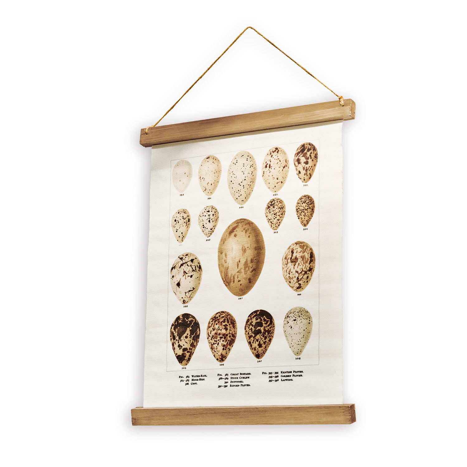 Vintage canvasposter met illustraties van vogeleieren, opgehangen aan houten latten als wanddecoratie