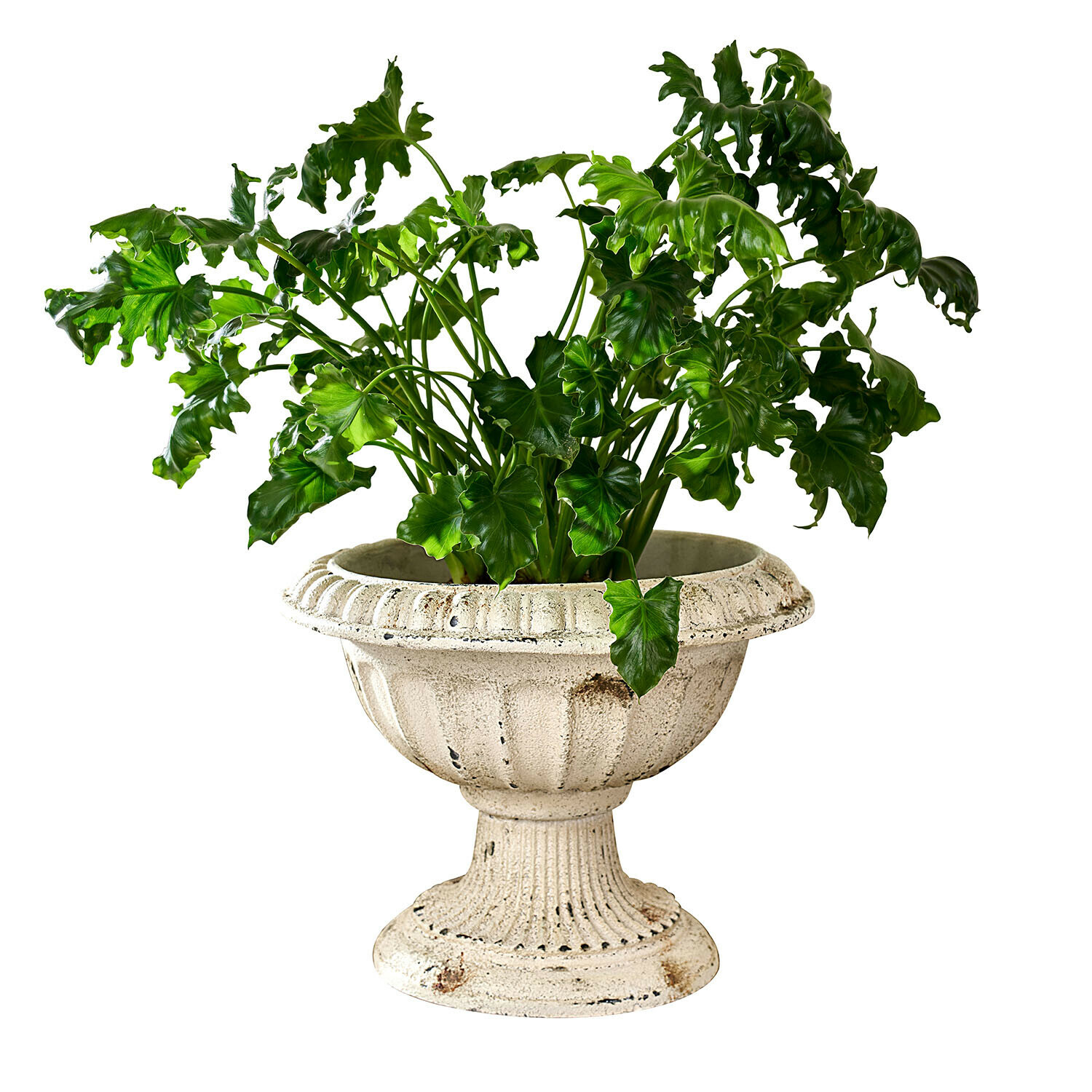 Groene plant in crème kleurige, verouderde betonnen pot met klassiek ontwerp, interieurdecoratie