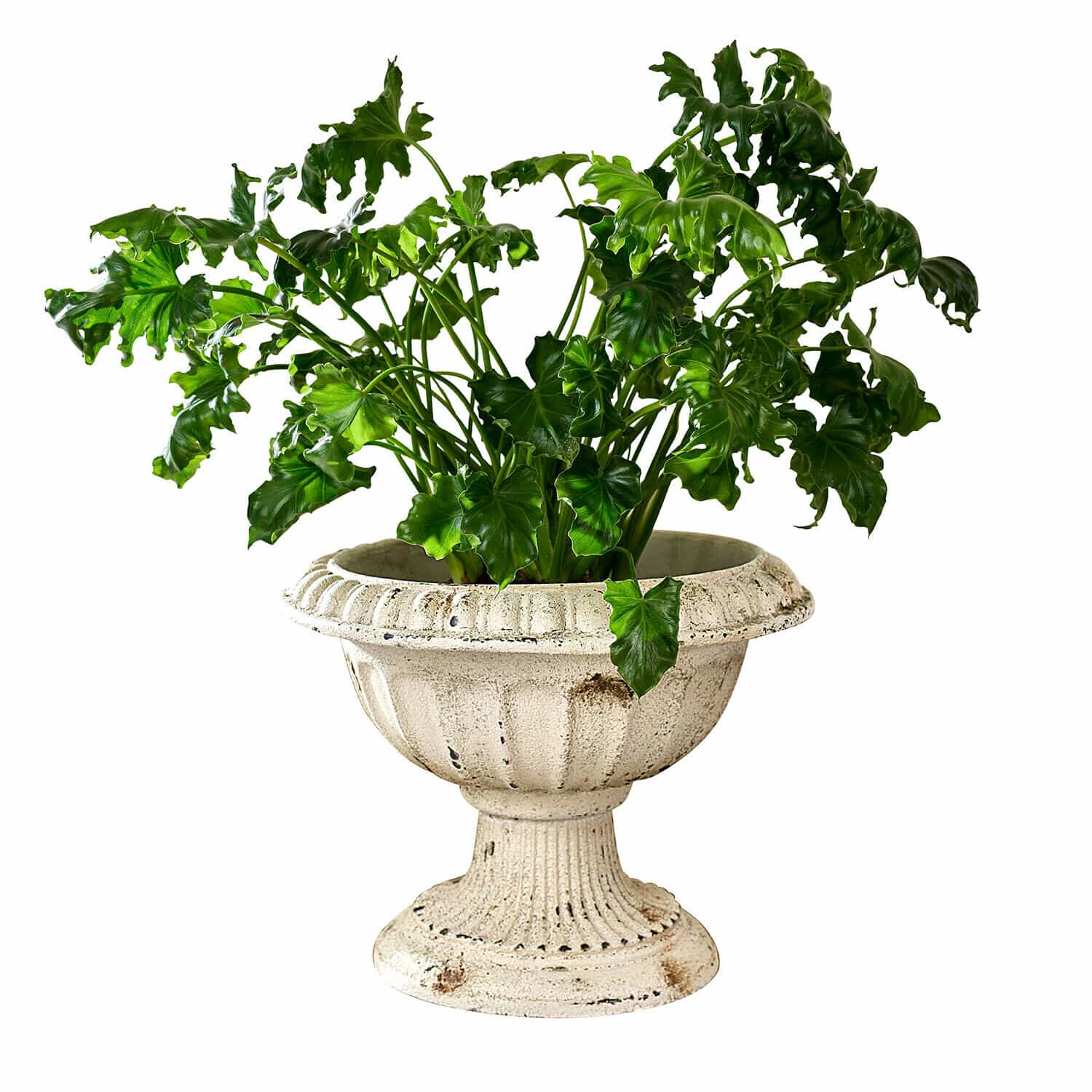 Amfora Islene Groene plant in crème kleurige, verouderde betonnen pot met klassiek ontwerp, interieurdecoratie