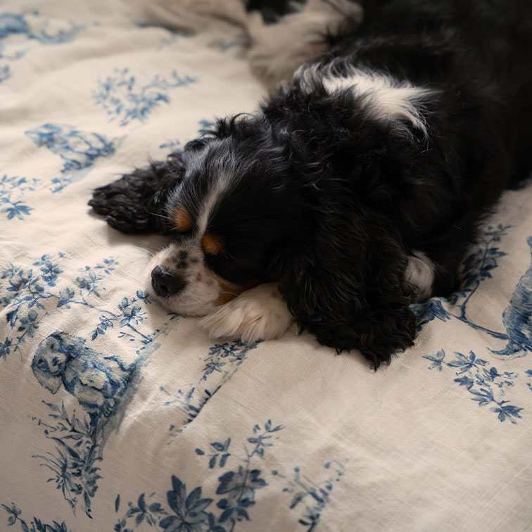 Slapende zwart-witte hond op wit textiel met blauw bloemenpatroon