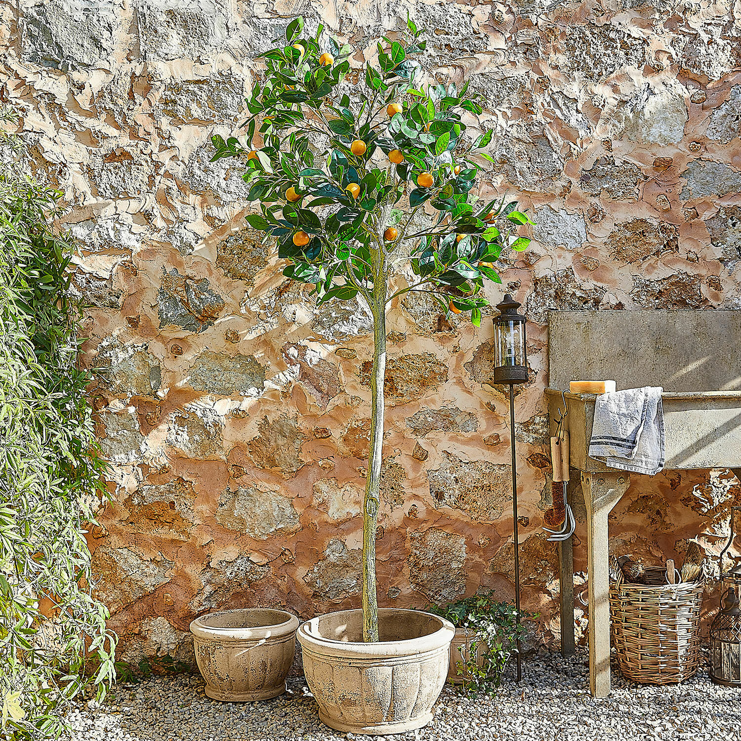 Decoratieve plant Delbart