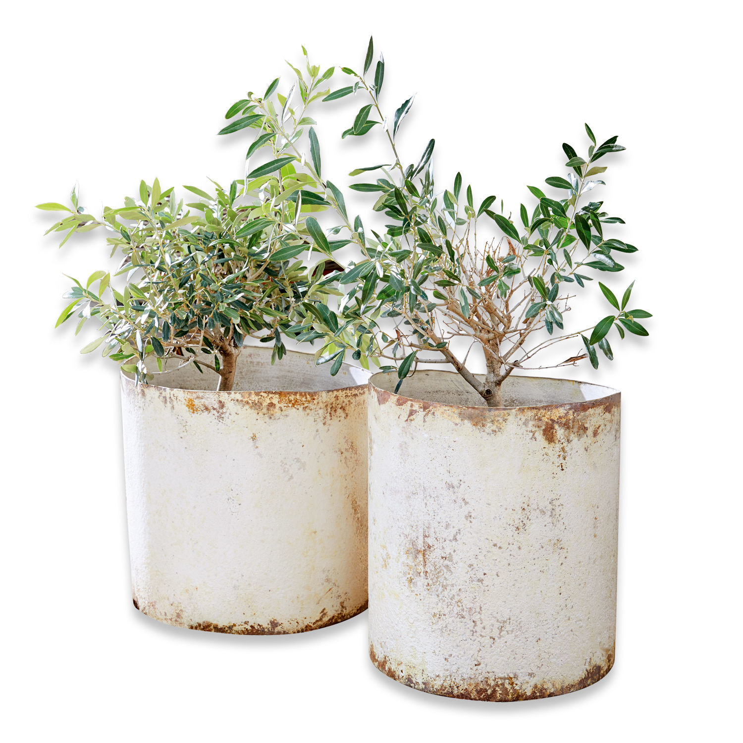 Twee witte metalen plantenbakken met roestpatroon en groene planten, tuindecoratie