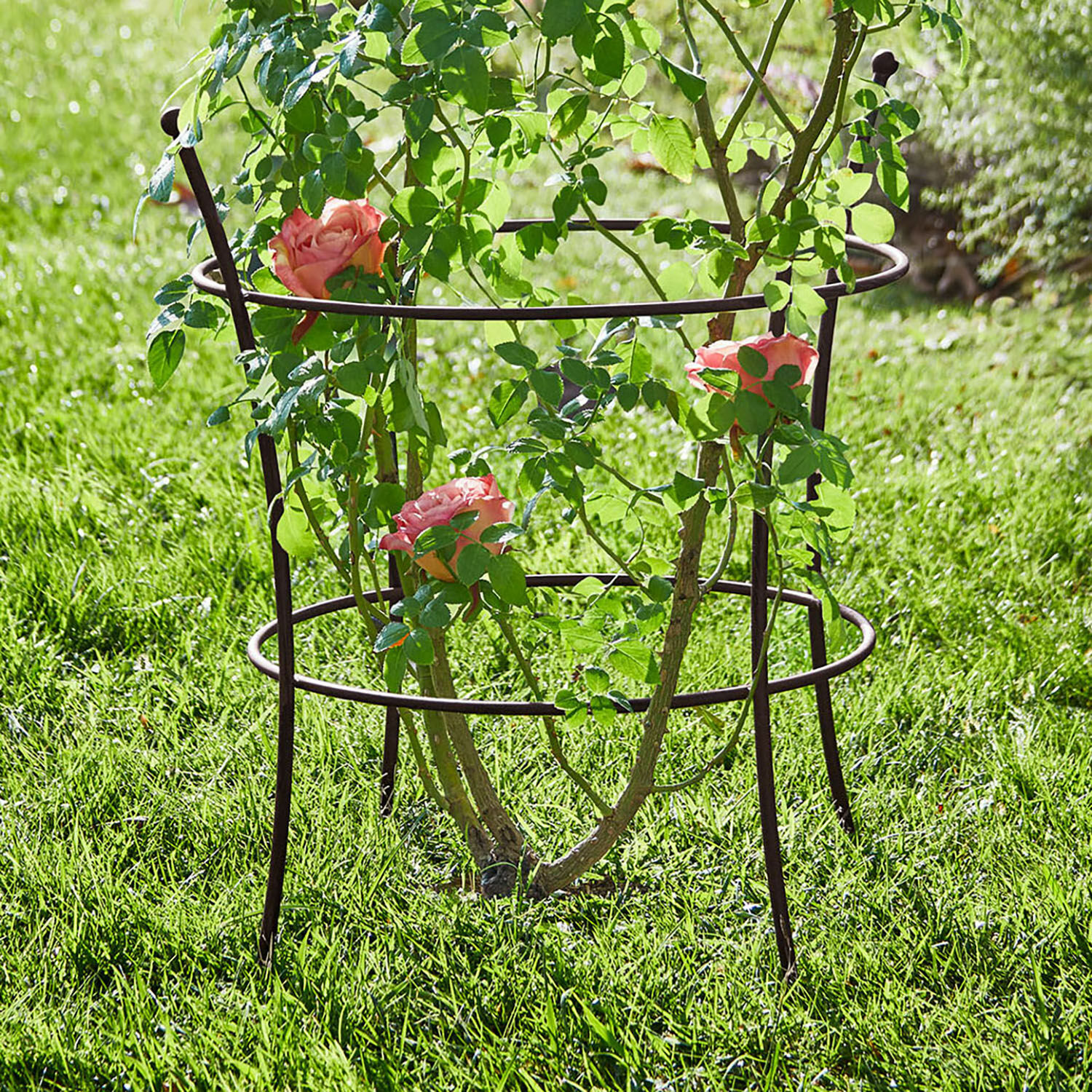 Bruine metalen plantensteun in de tuin, ondersteunt klimmende rozen op groen gras