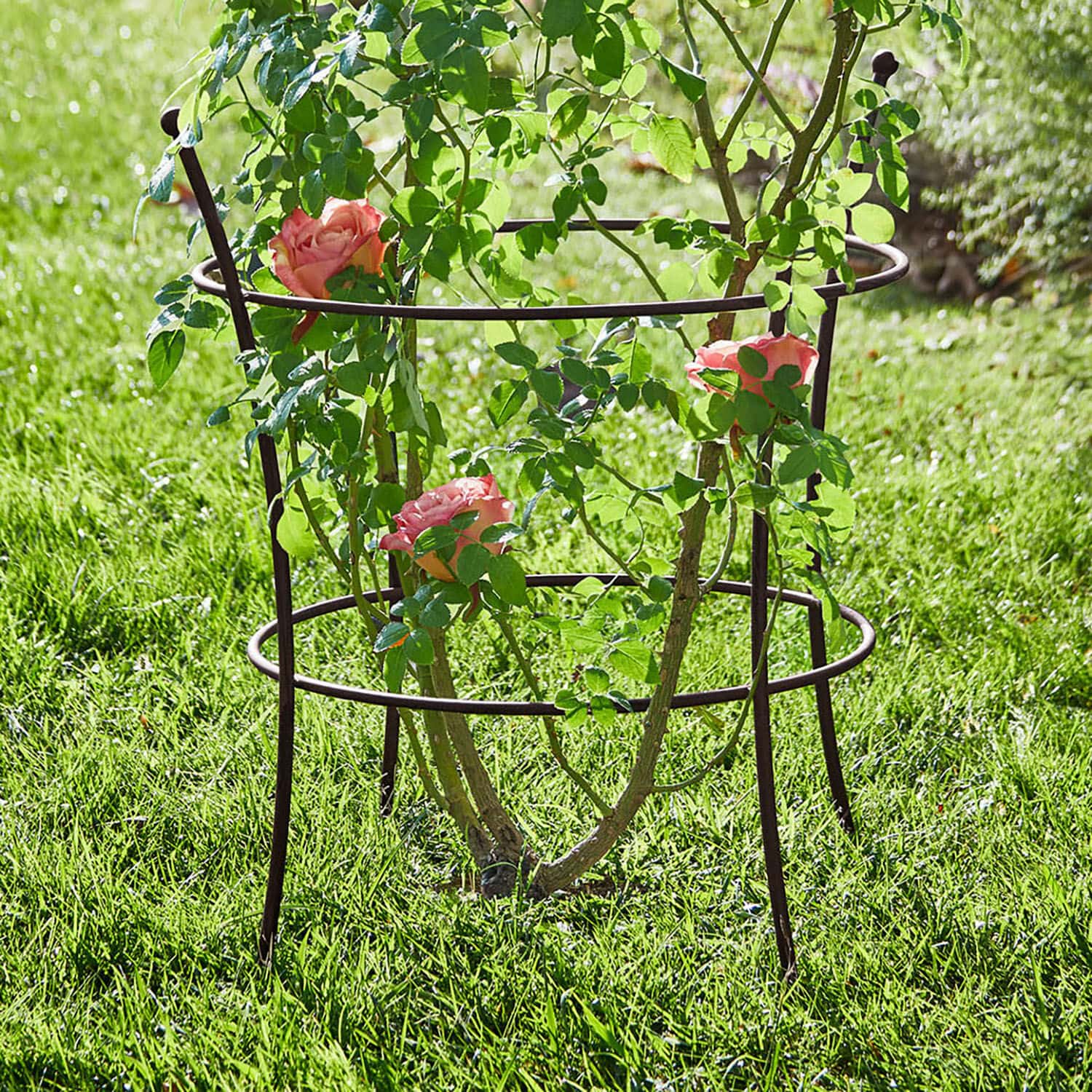 Klimplantenrek Hearne Bruine metalen plantensteun in de tuin, ondersteunt klimmende rozen op groen gras