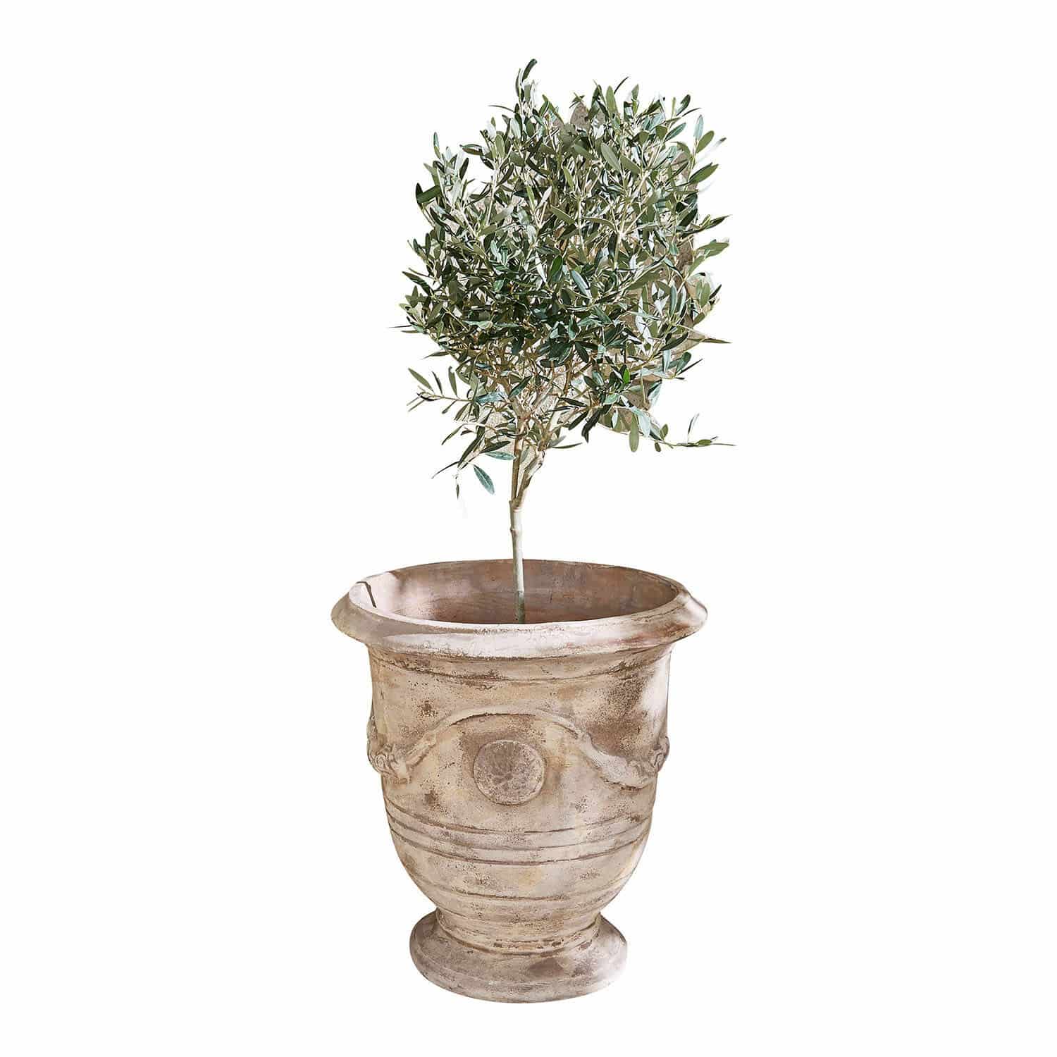 Sierpot Garwood Terracotta bloempot in beige met groene plant, geschikt voor binnen- en buitendecoratie