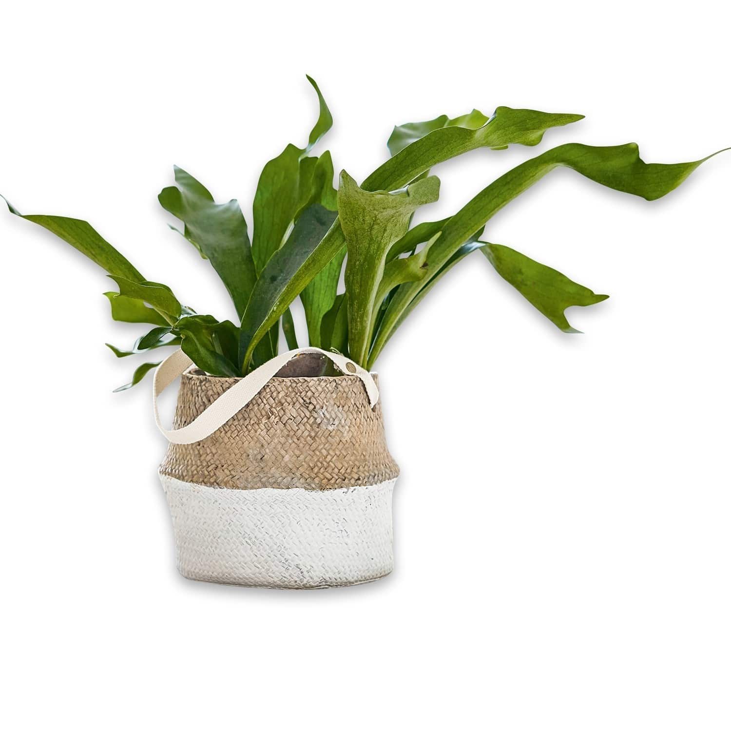 Sierpot Niven
