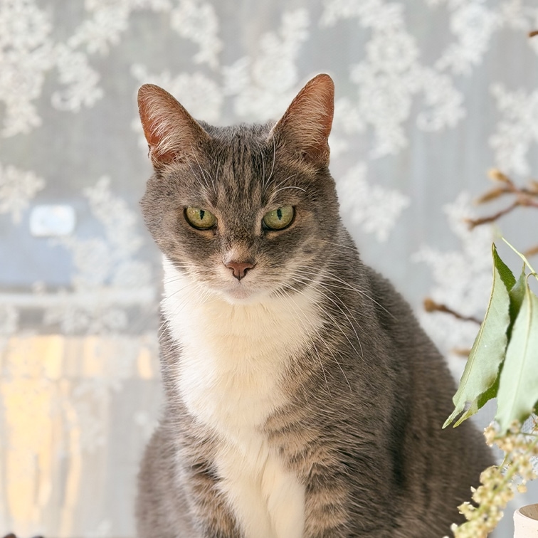 Grijs-witte kat met groene ogen zittend voor een patroon gordijn in een lichte kamer