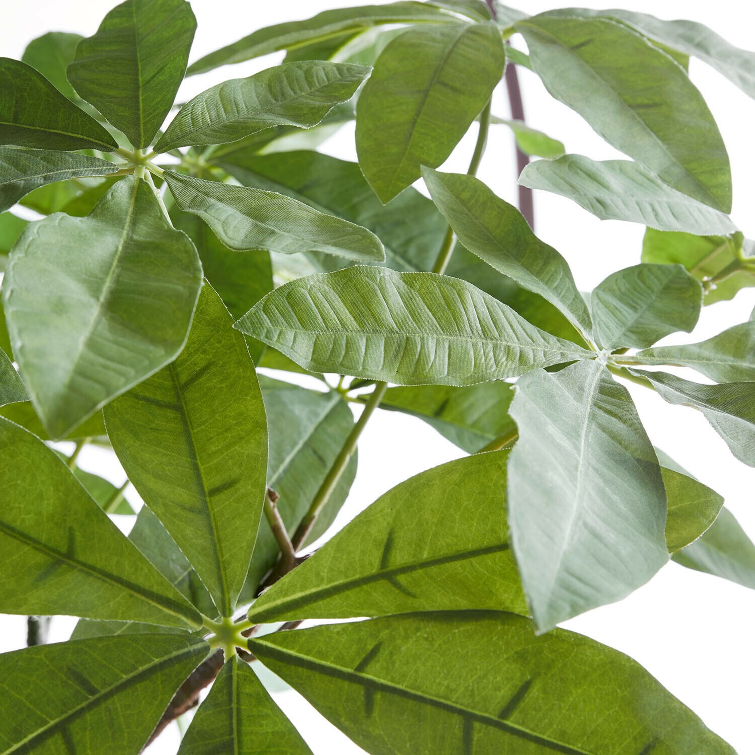 Decoratieve potplant Elandra