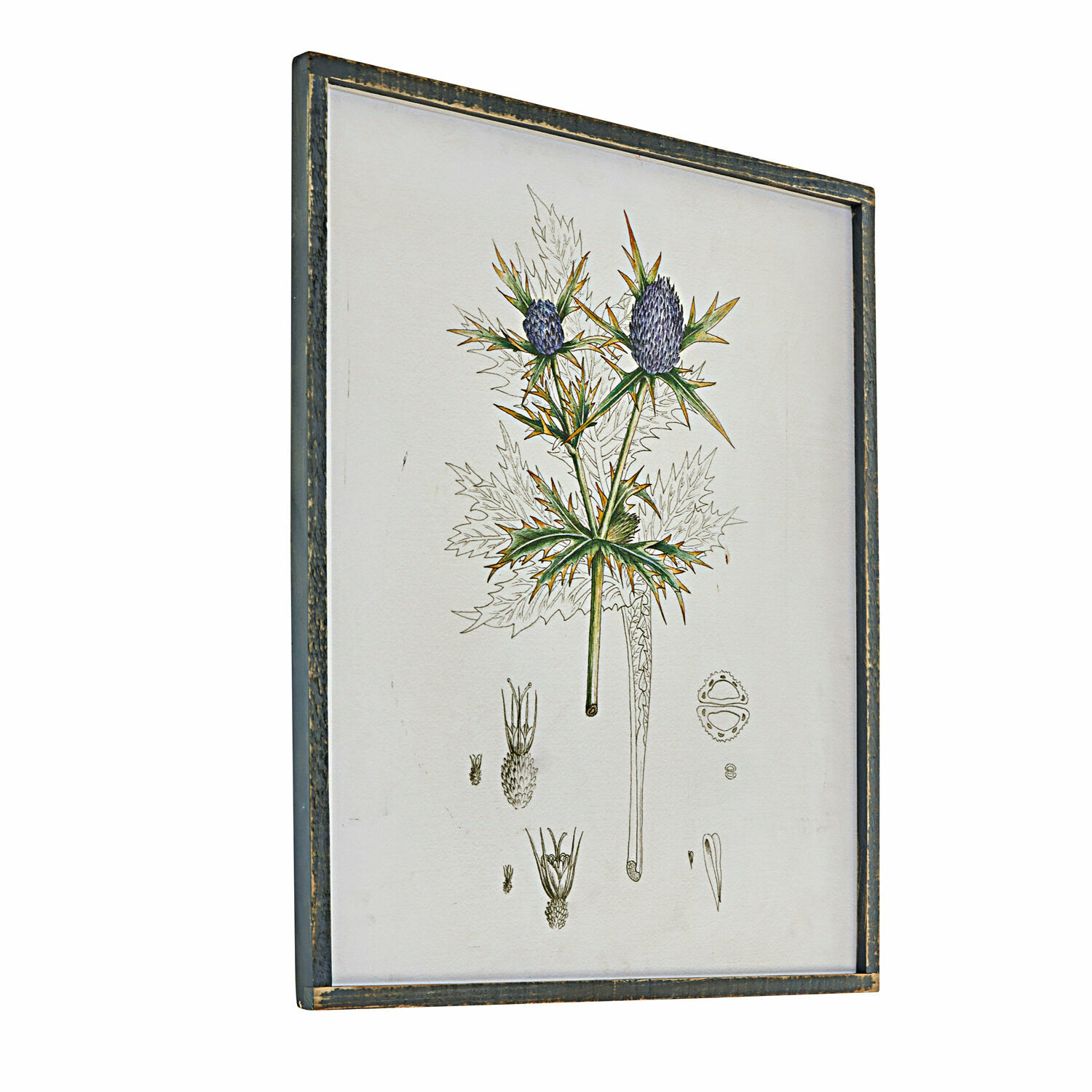 Botanische illustratie van plant met paarse bloemen in een verouderde houten lijst