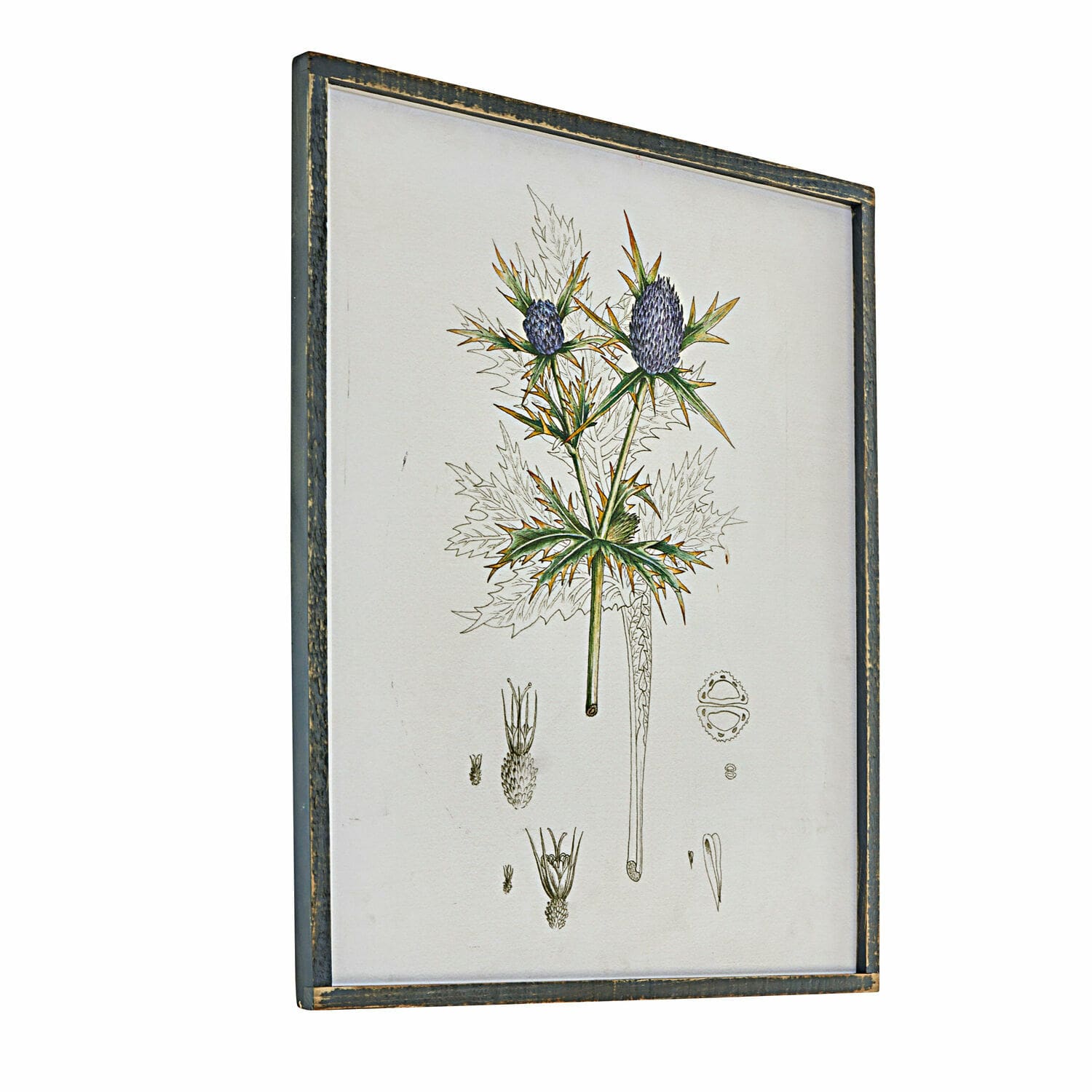 Afbeelding Épine Botanische illustratie van plant met paarse bloemen in een verouderde houten lijst