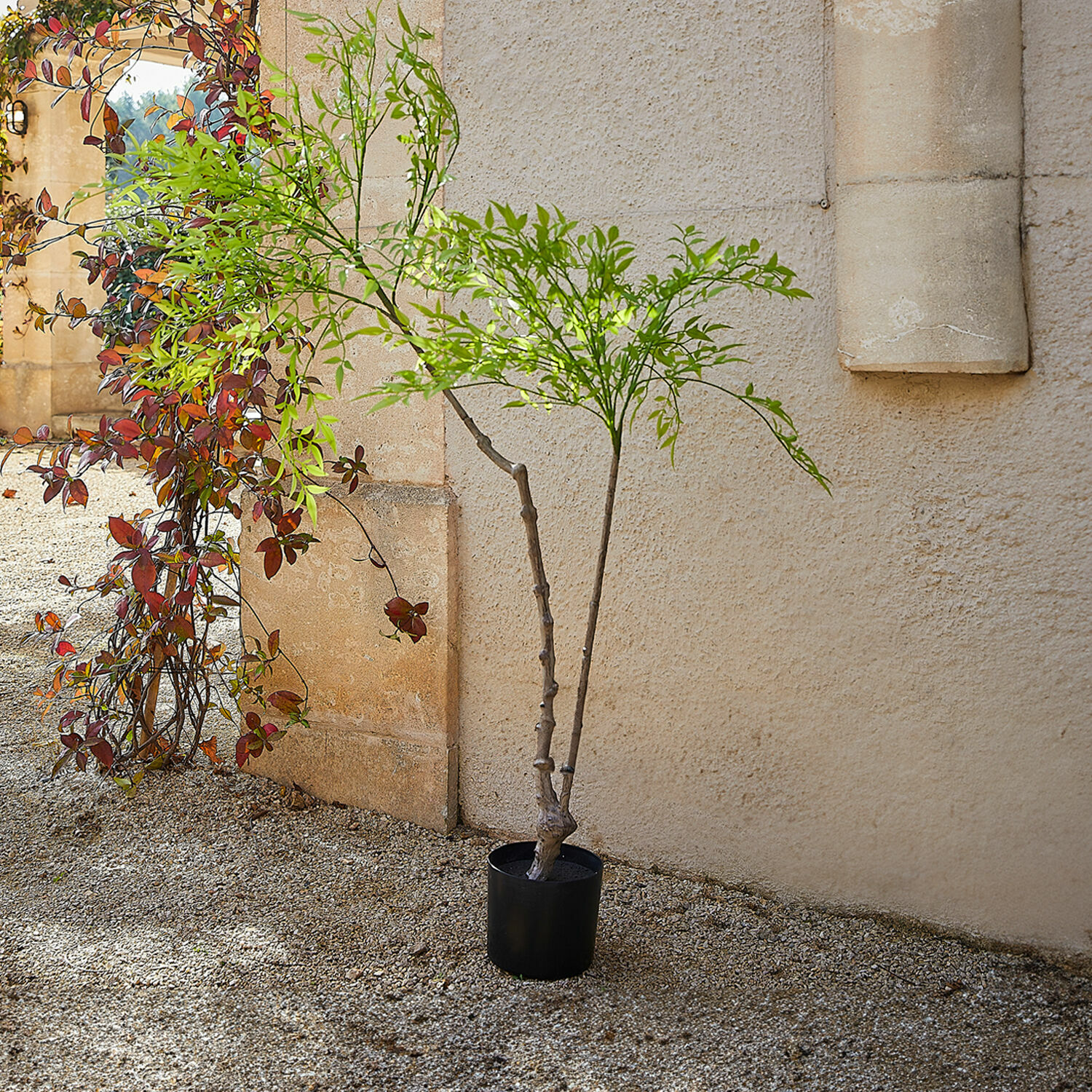 Decoratieve potplant, 2e keuze Avenelle