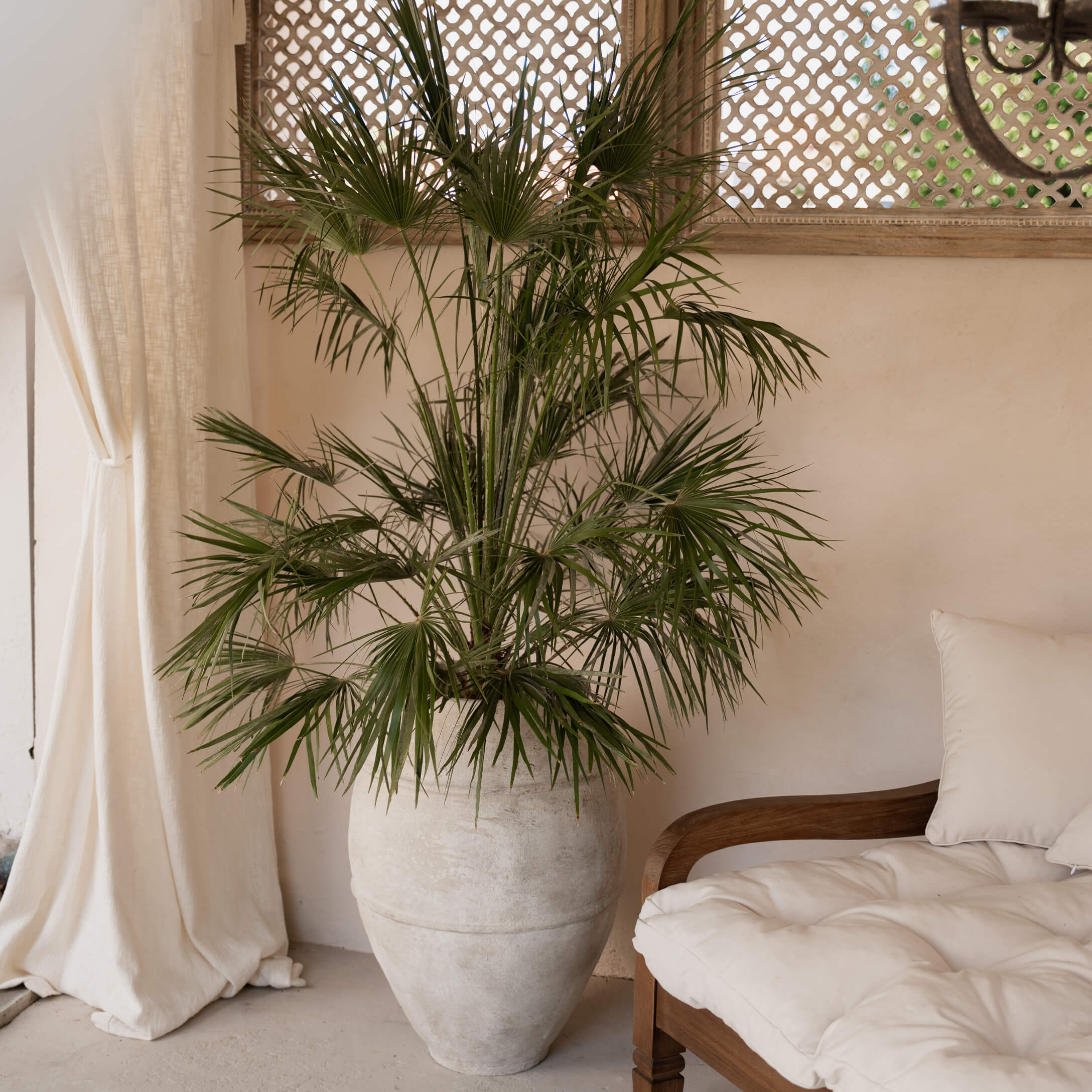 Grote lichte stenen pot met groene palm in gezellige woonkamer met houten bank