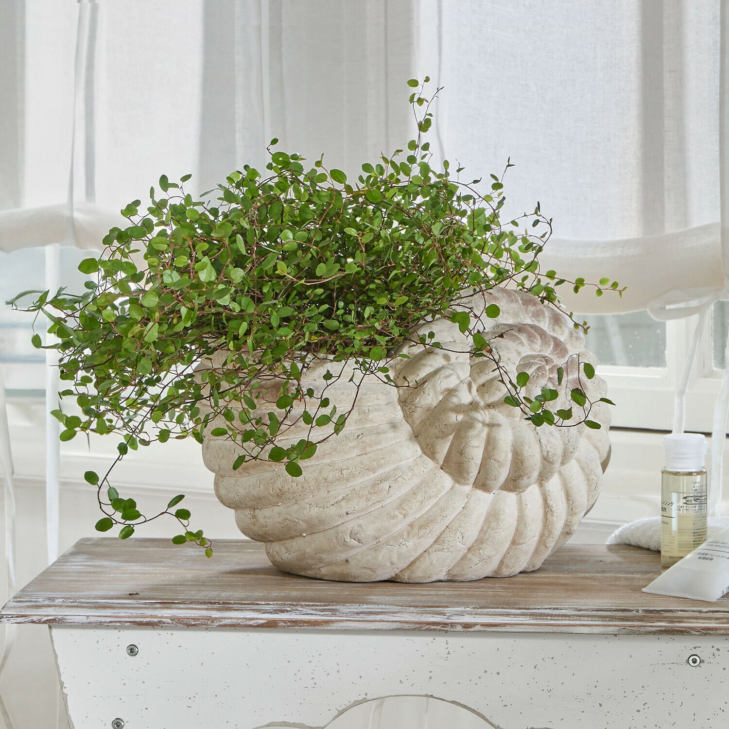 Sierpot Wavigny Bloempot in schelpvorm van lichte steen met groene plant op houten tafel in lichte kamer