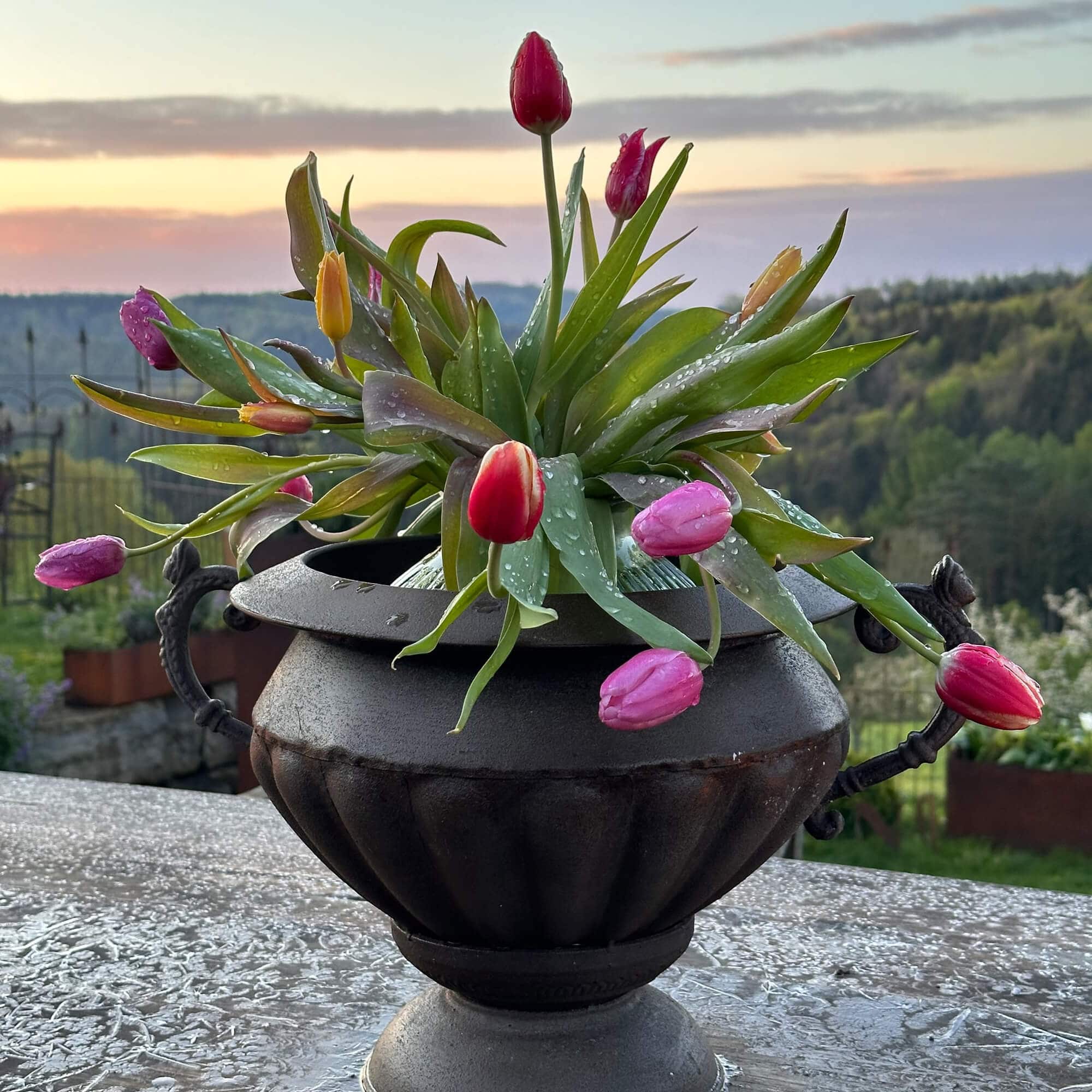 Zwarte metalen bloempot met kleurrijke tulpen en groene bladeren in tuin bij zonsondergang