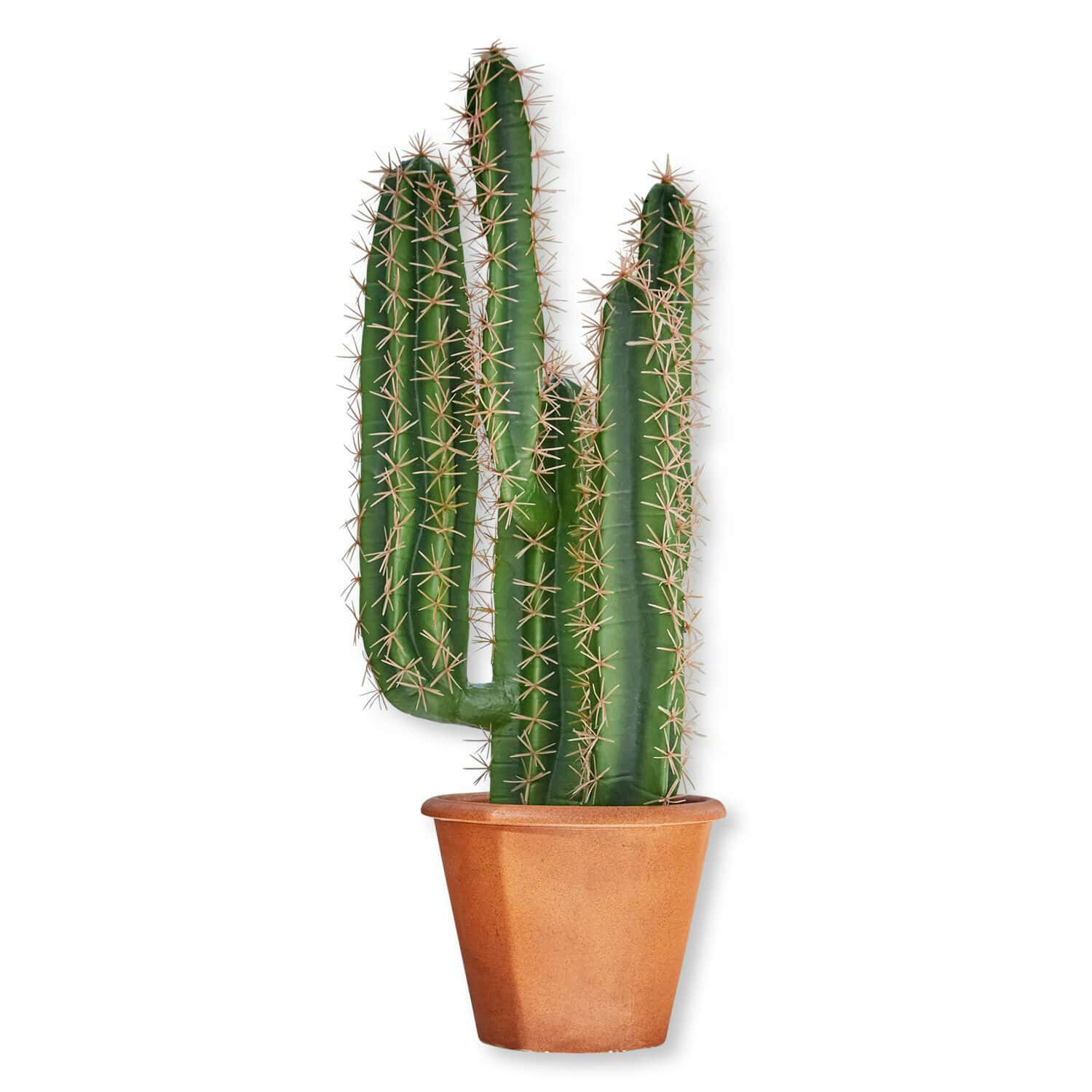 Decoratieve potplant Campana