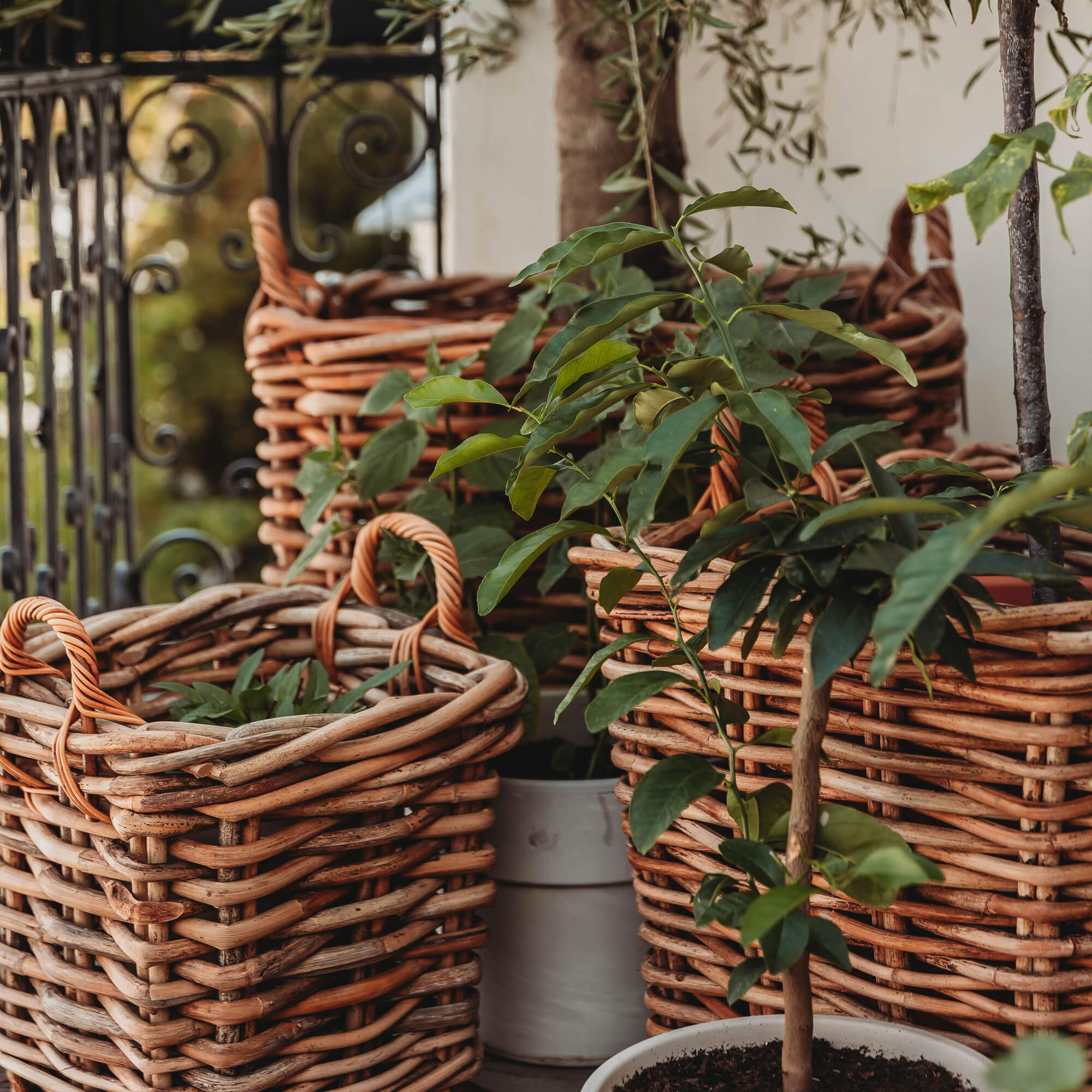 Natuurlijke bruine rieten manden met groene planten op een terras