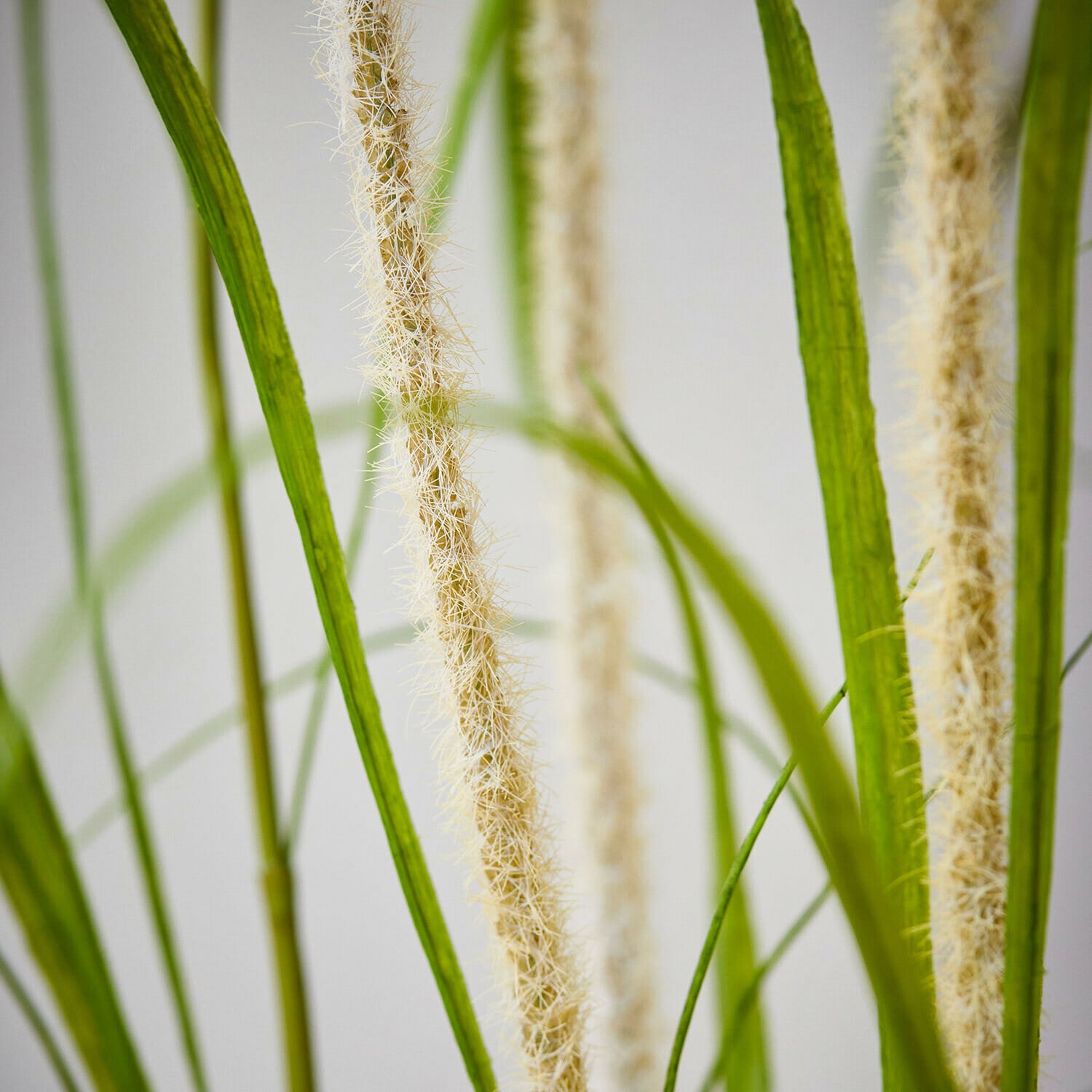 Decoratieve rietplant Clarisa