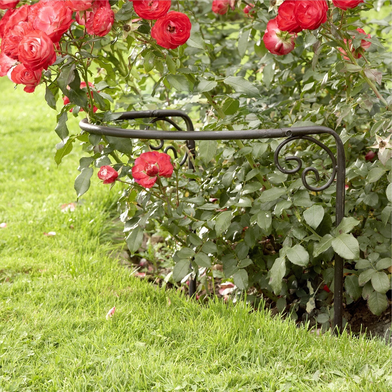 Rozensteun Cunfin Zwarte metalen tuinrand met decoratieve krullen bij rode rozen en groen gras