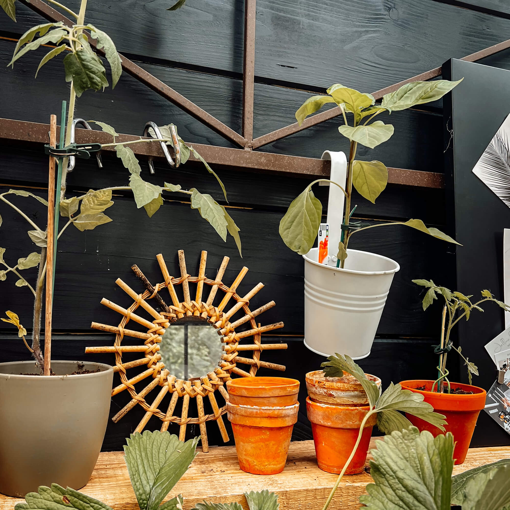 Planten in terracotta- en metalen potten op houten plank met rotan spiegel