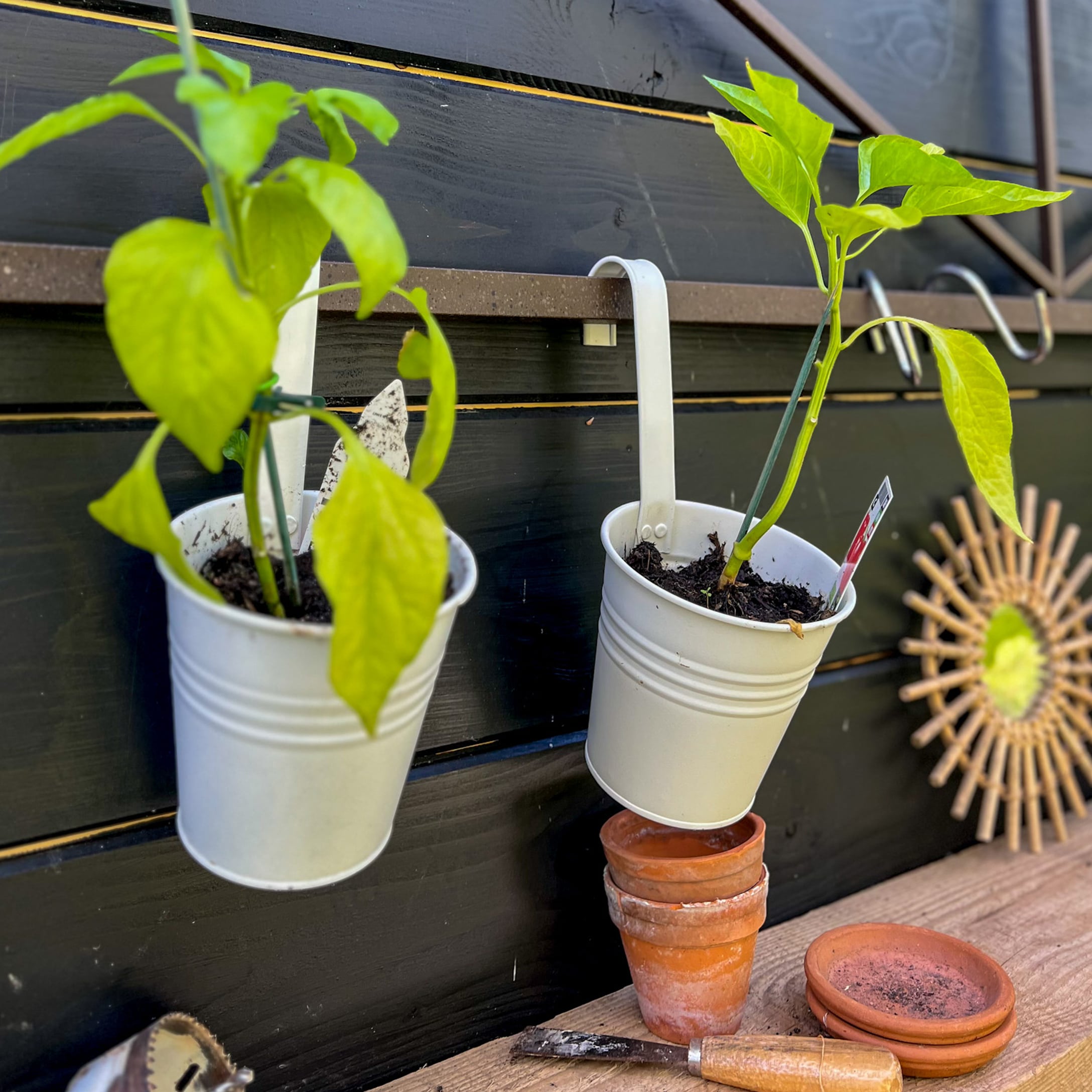 Witte metalen hangpotten met groene planten aan zwarte houten wand met tuingereedschap
