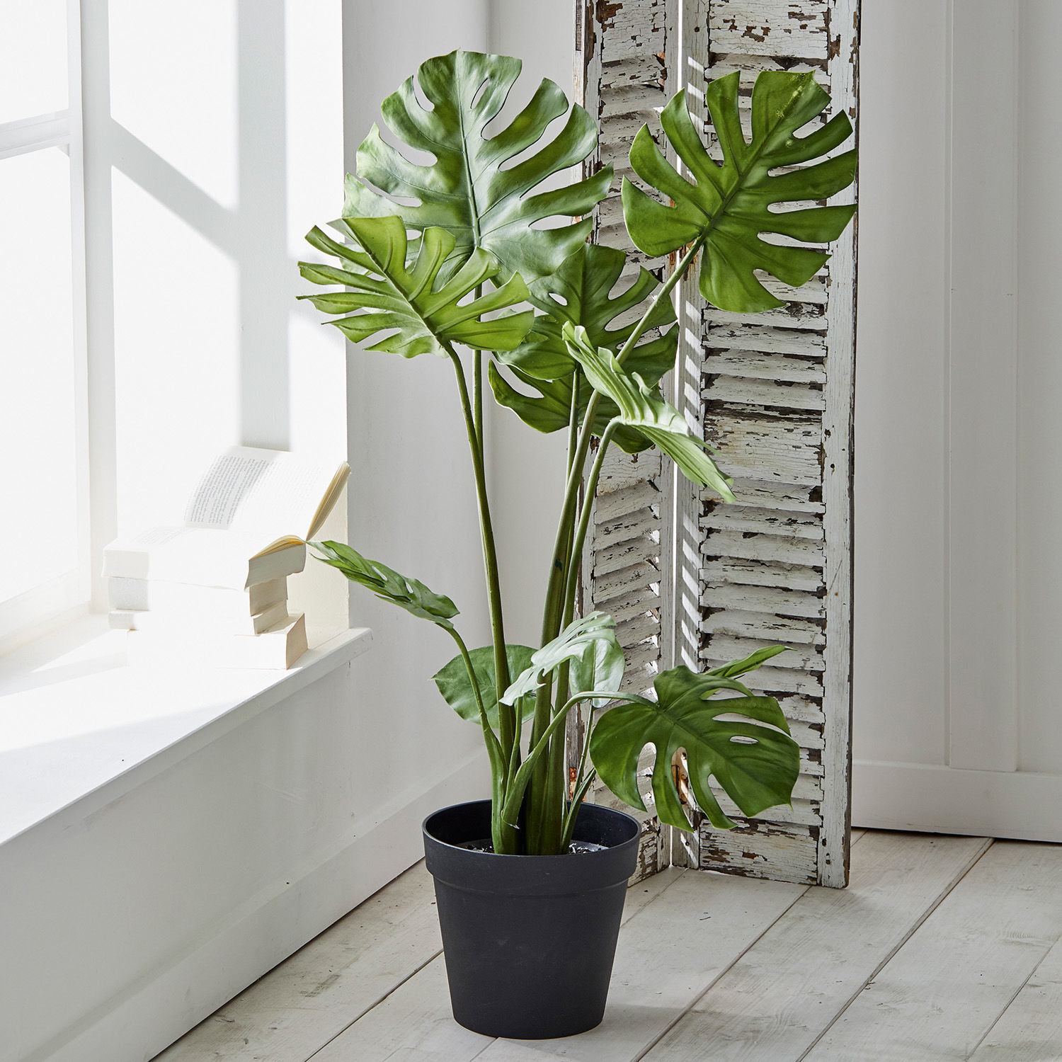 Sierplant Monstera