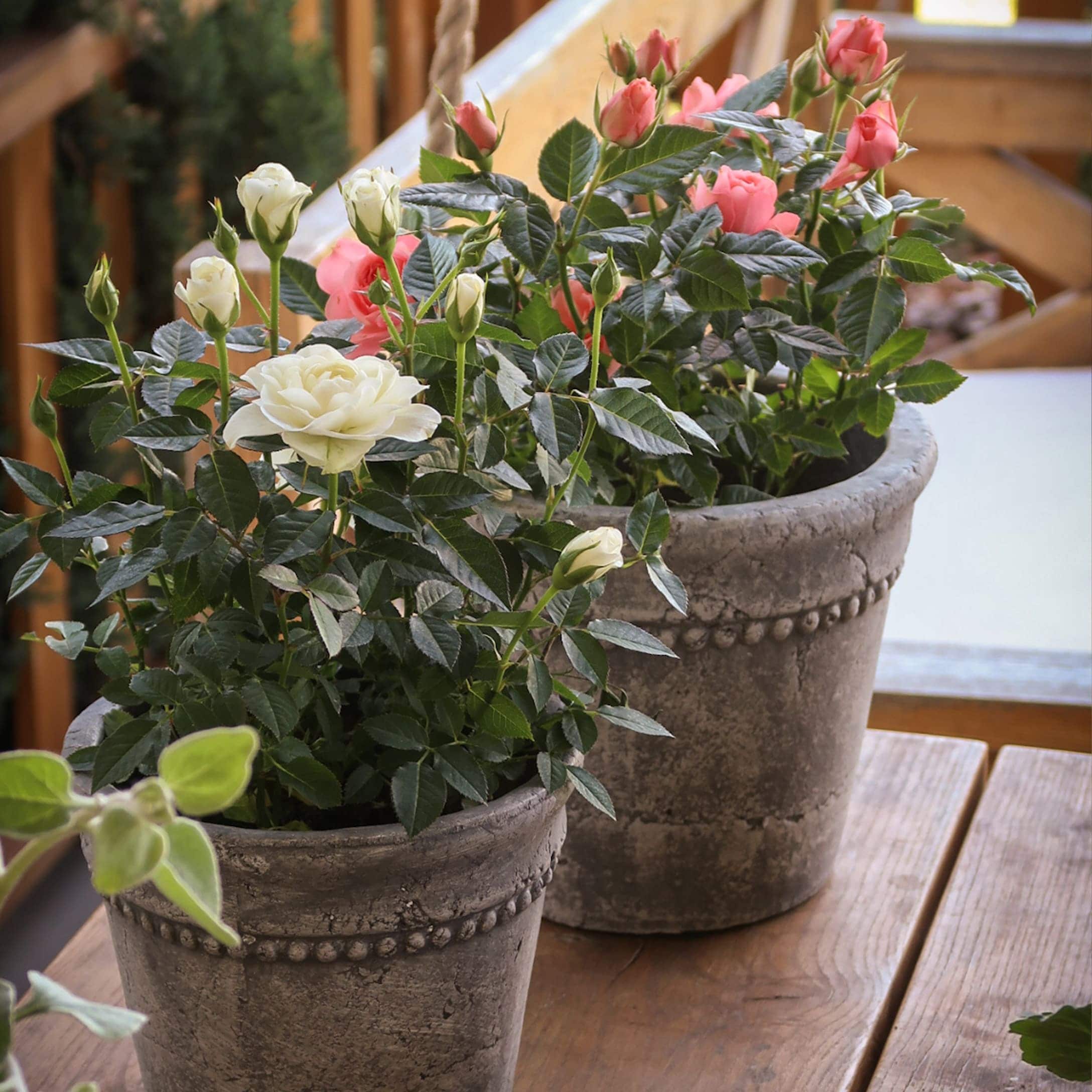 Grijze stenen potten met witte en roze rozen op een rustieke houten tafel
