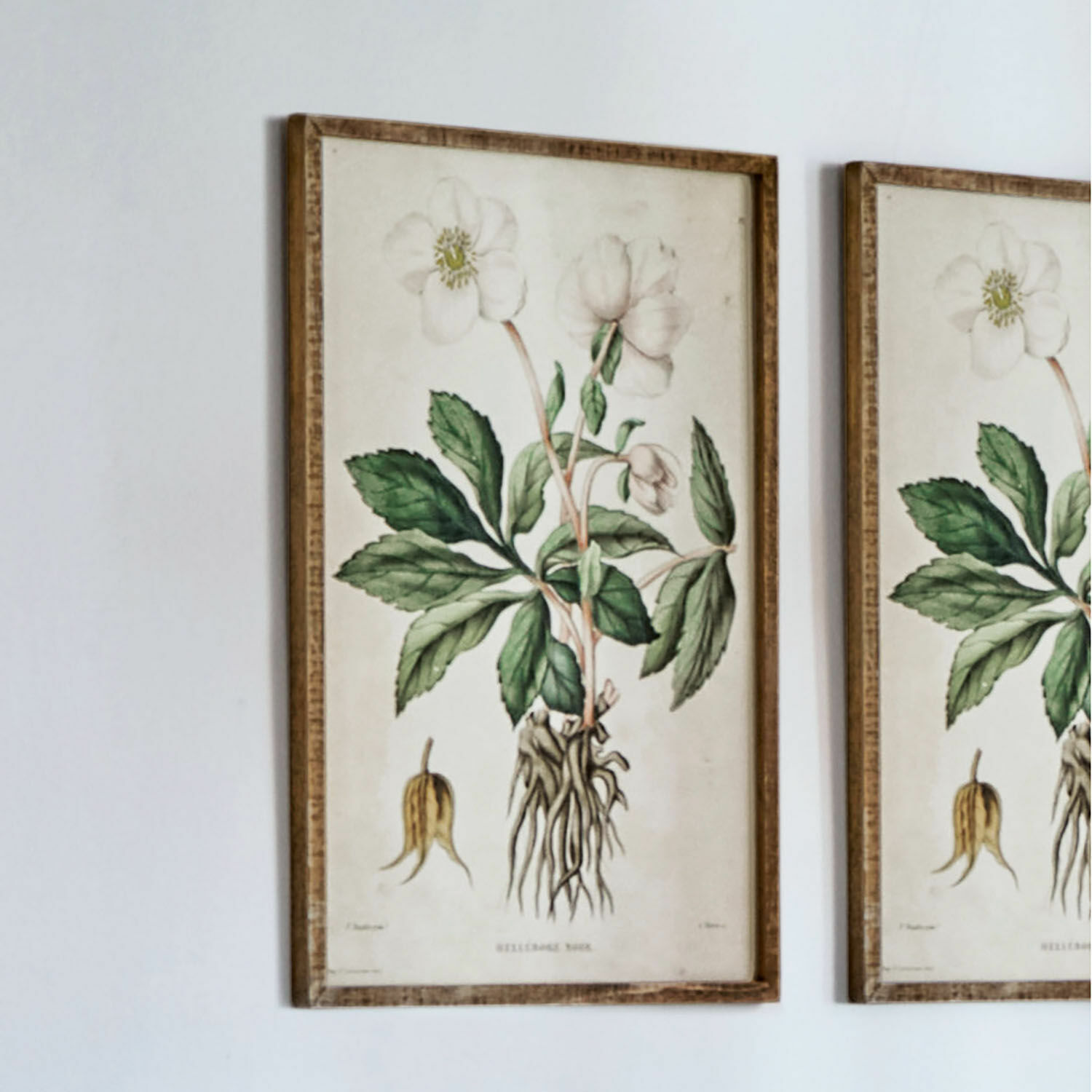 Afbeelding Hellebore