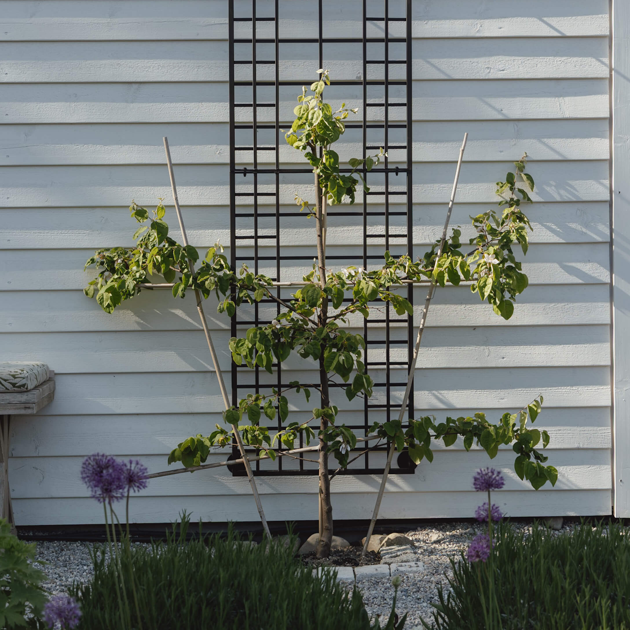 Jonge boom met groene bladeren bij witte muur met zwart klimrek en paarse bloemen op de voorgrond