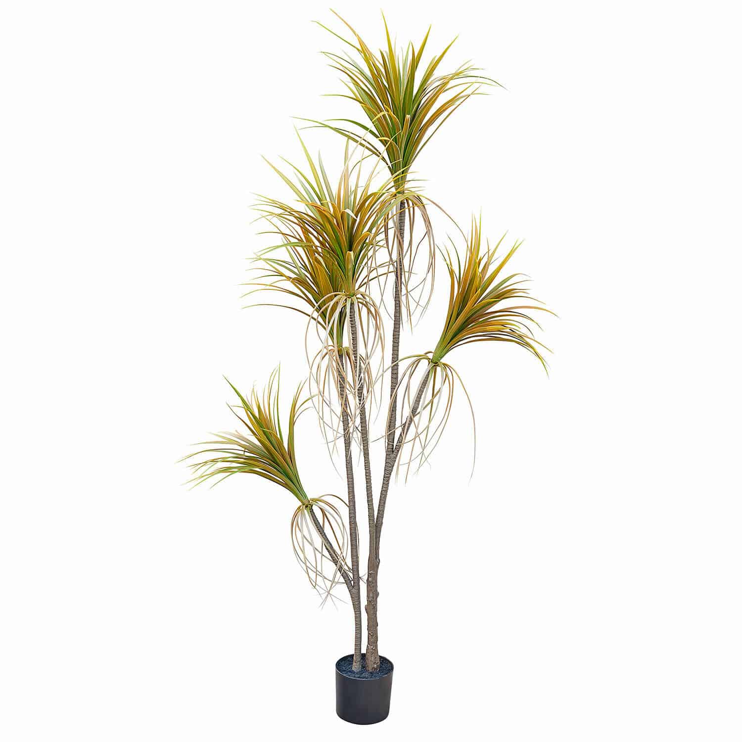 Decoratieve potplant Ancerac