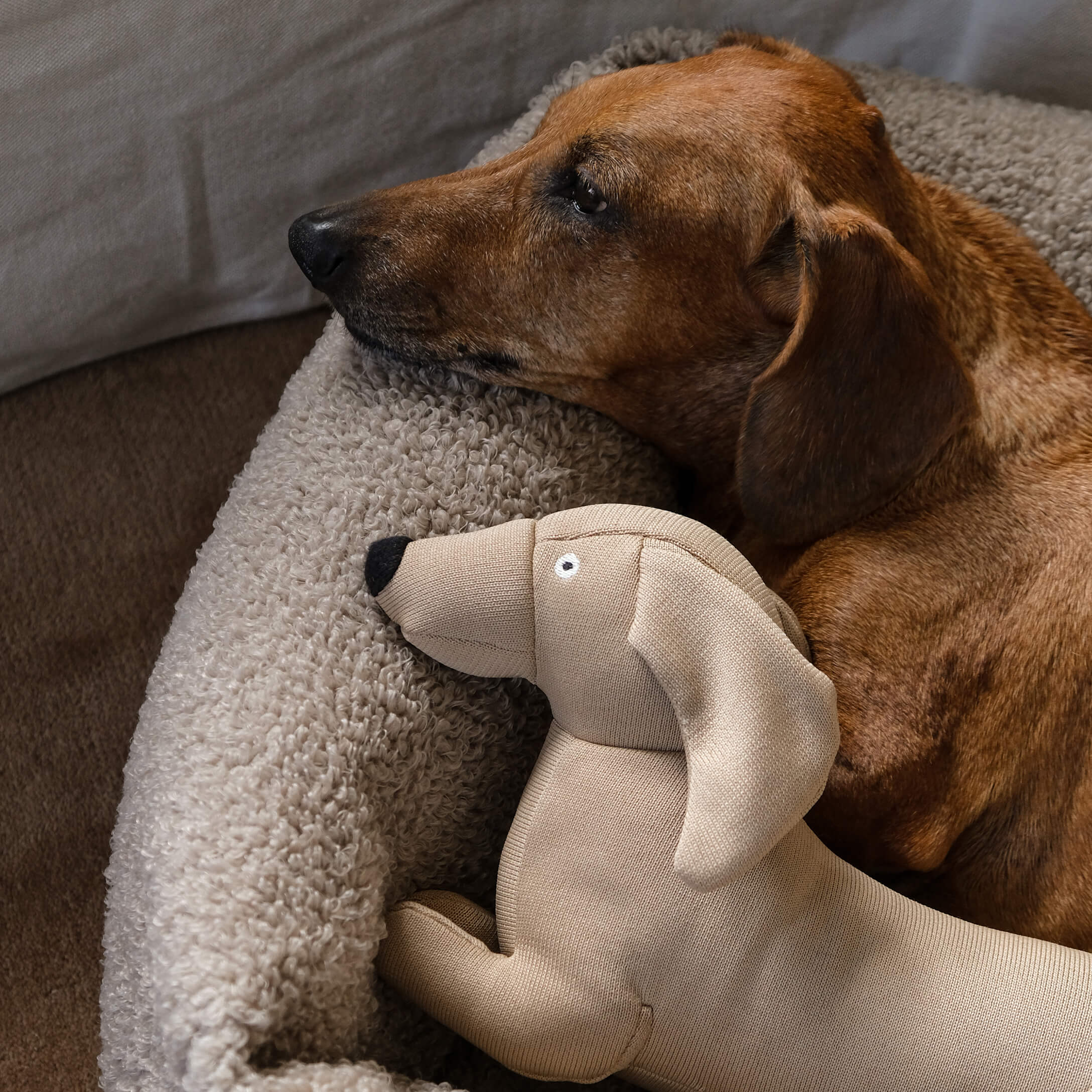 Bruine hond liggend op zacht beige hondenbed naast een beige pluchen hondenspeelgoed