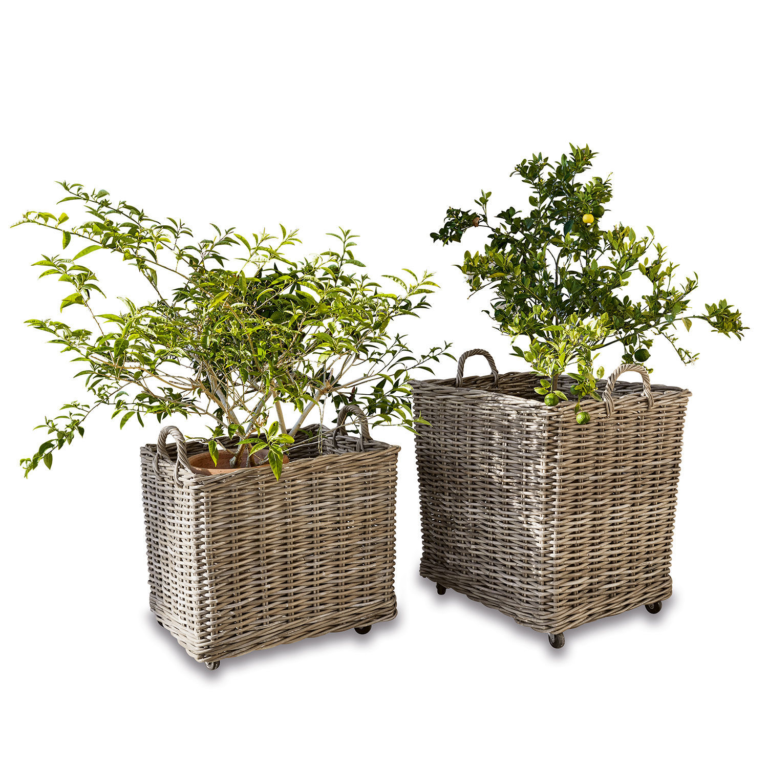 Plantenmand set van 2 Gialousa Twee vierkante grijze rieten manden op wieltjes met groene planten erin