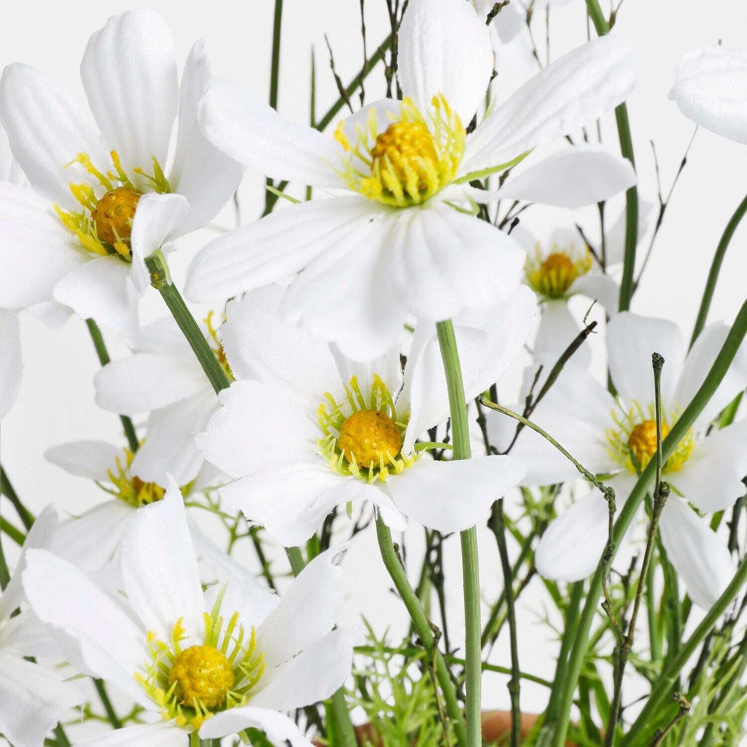 Decoratieve potplant Harmoise