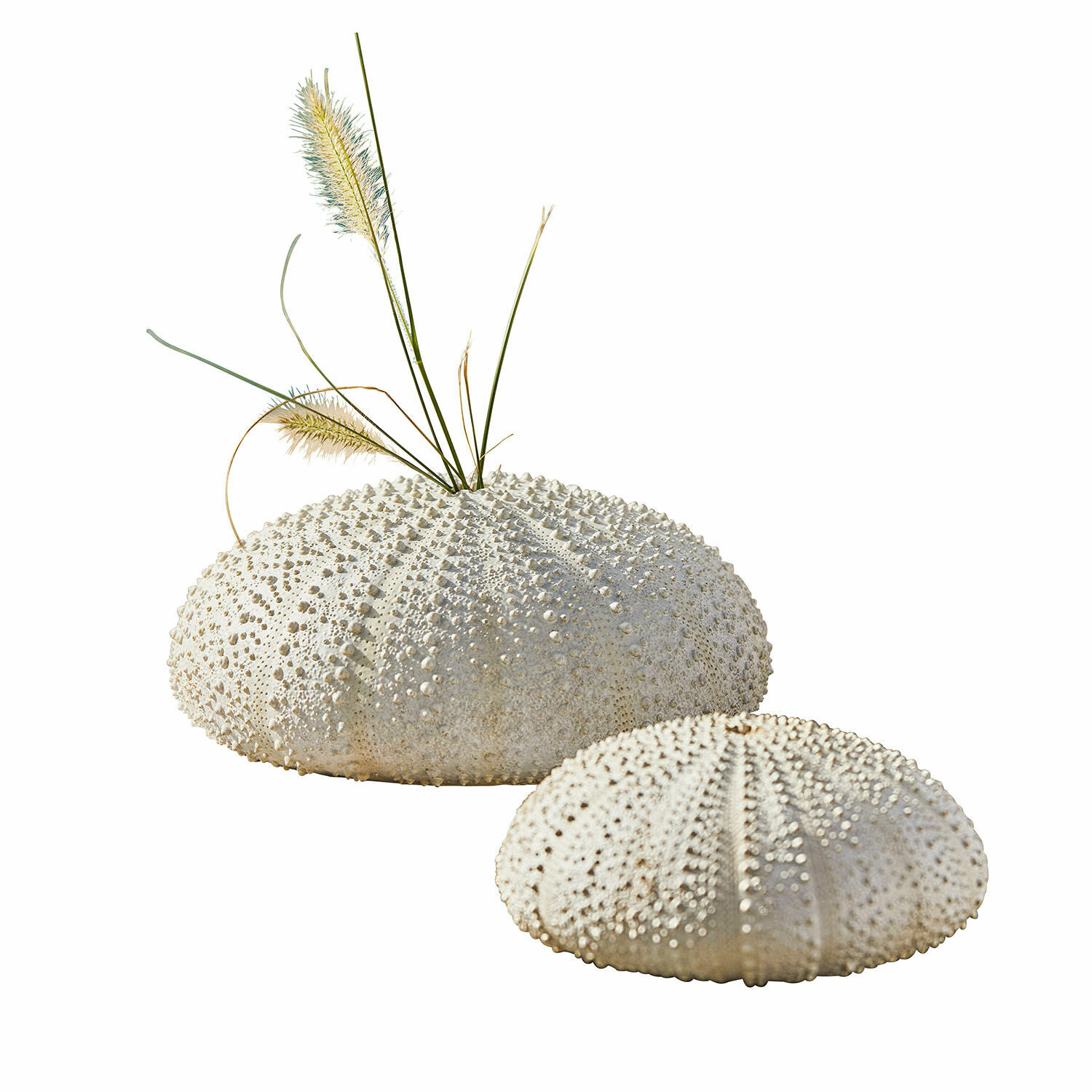 Sierzee-egel set van 2 Kimbar Decoratieve witte zee-egels met textuur, één met droog gras, interieurdecoratie