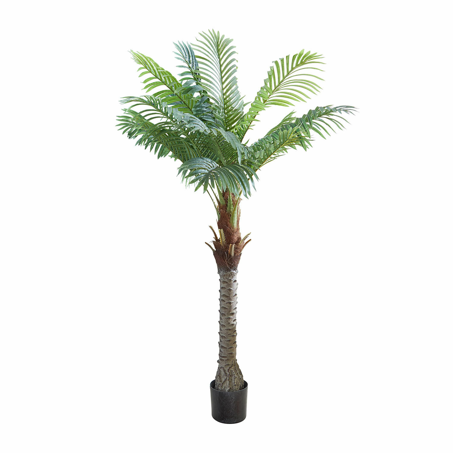 Decoratieve potplant Zephyriel