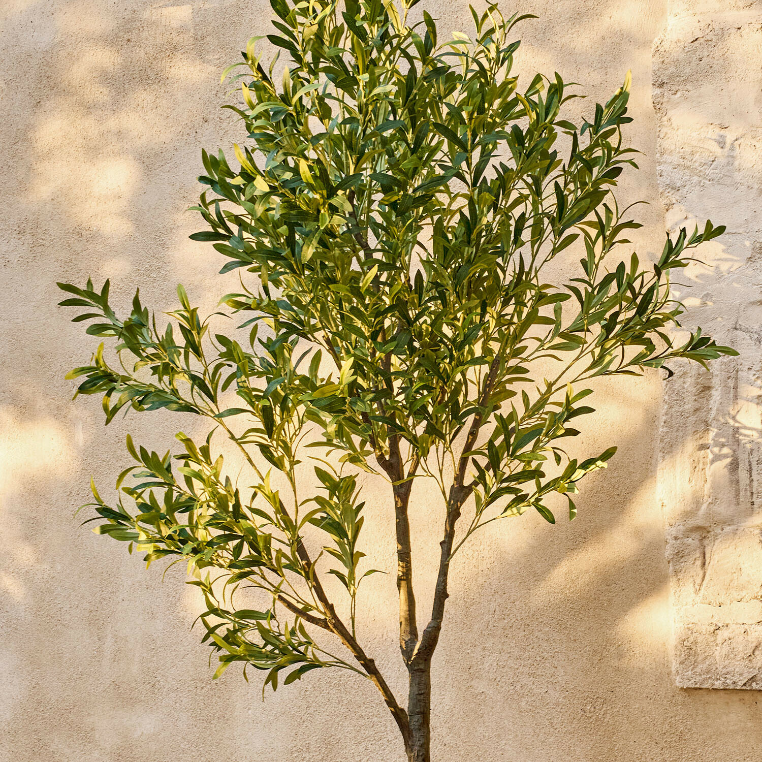 Decoratieve olijfboom Faelira