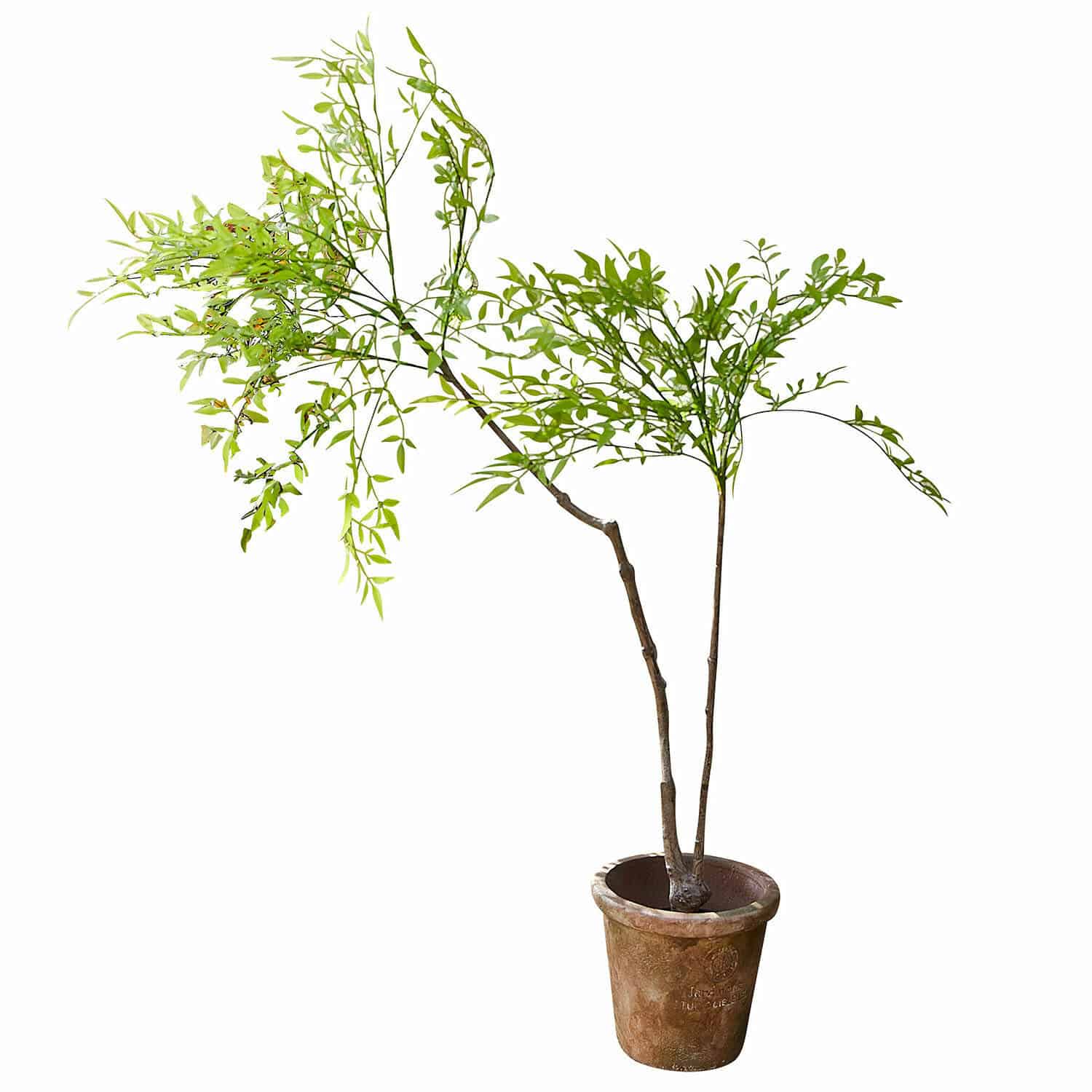 Decoratieve potplant, 2e keuze Avenelle