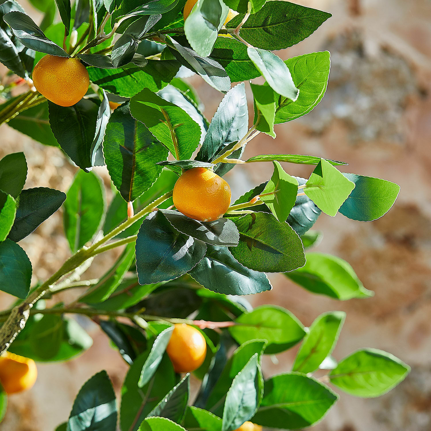 Decoratieve plant Delbart