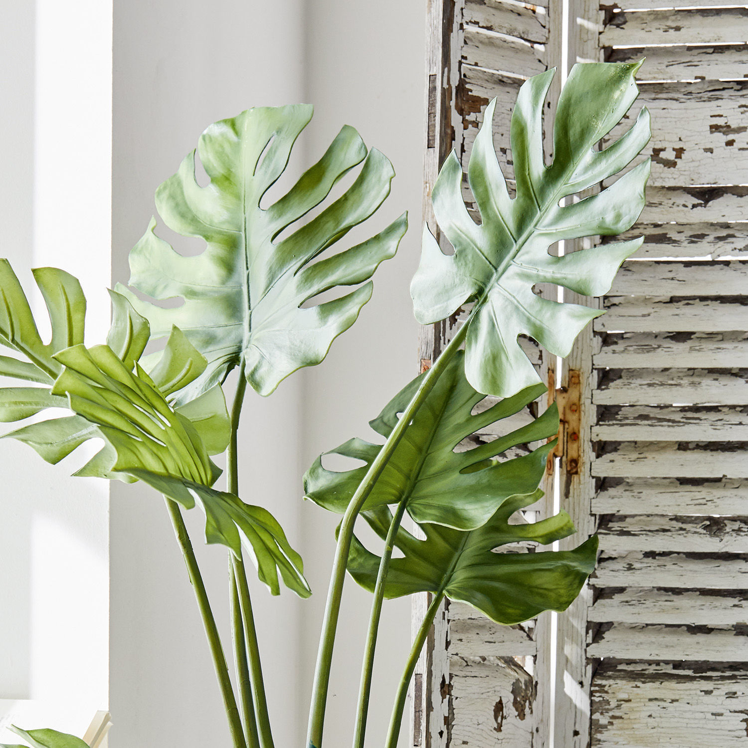 Sierplant Monstera