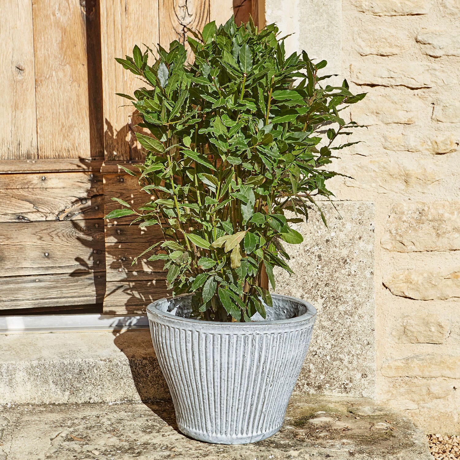 Sierpot Cotignac