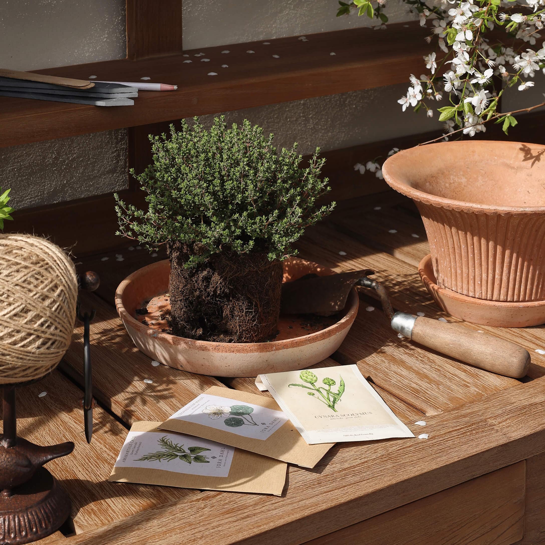 Tuinset met terracotta pot, groene plant en zaadzakjes op houten tafel