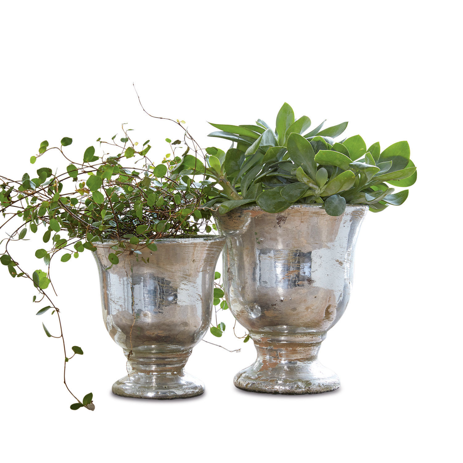 Sierpot set van 2 Banon Twee zilveren glazen potten met groene planten, stijlvolle binnen- en tuindecoratie