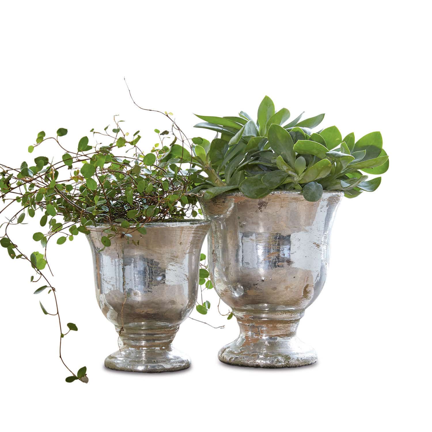 Sierpot set van 2 Banon Twee zilveren glazen potten met groene planten, stijlvolle binnen- en tuindecoratie