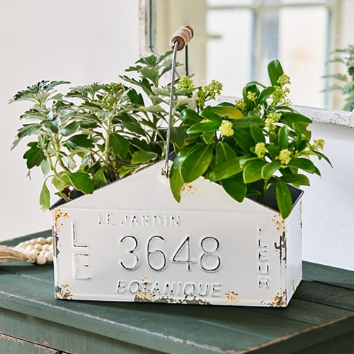 Witte metalen bak met handvat en planten, decoratie voor huis en tuin